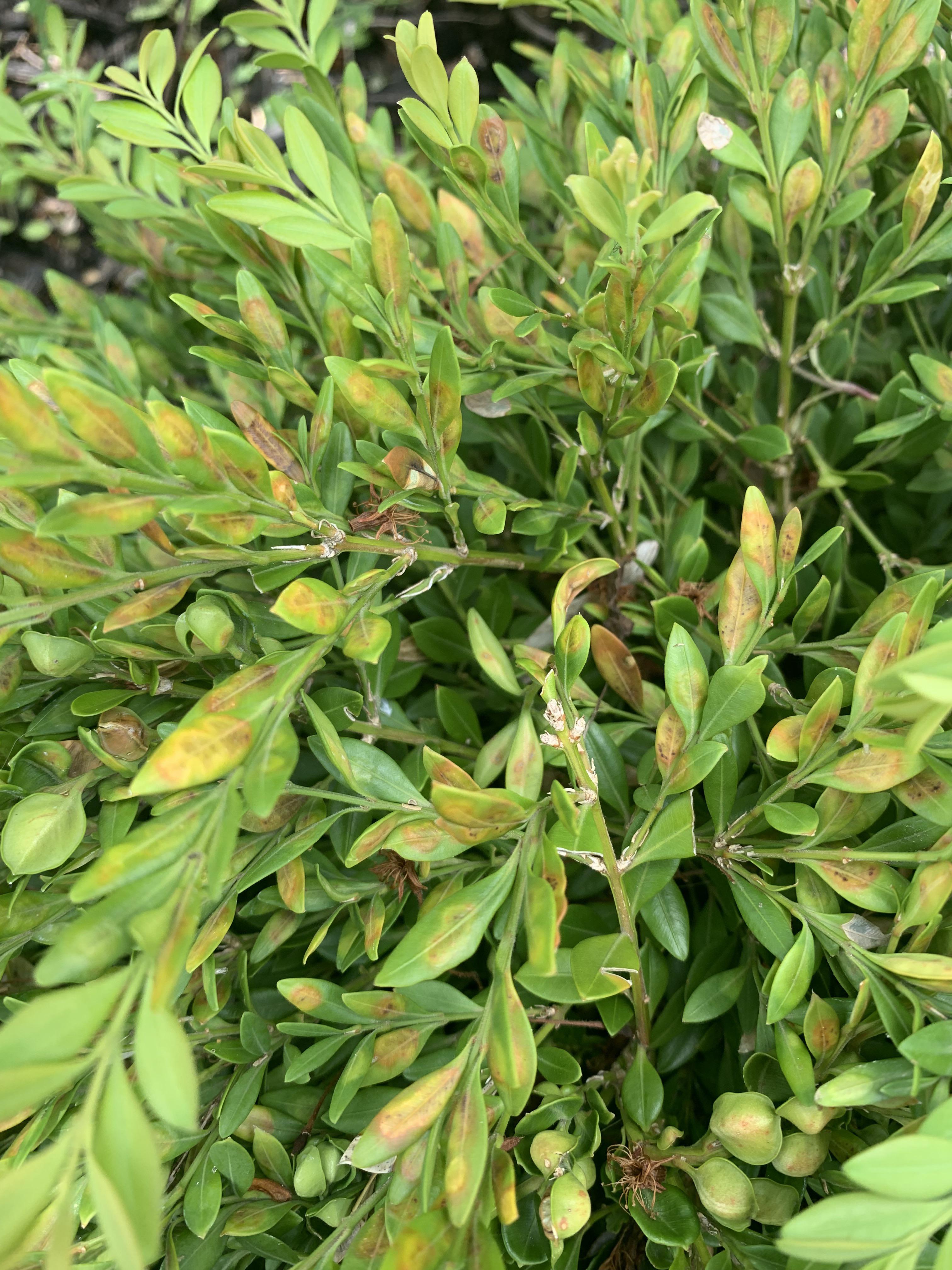 I think my boxwoods have Psyllids. What should I use insecticide or
