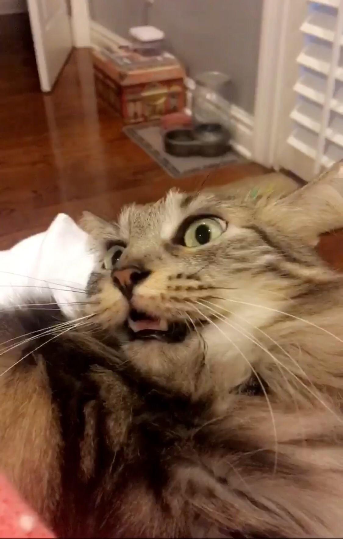 That moment your cat sees something she can never unsee... r/funny