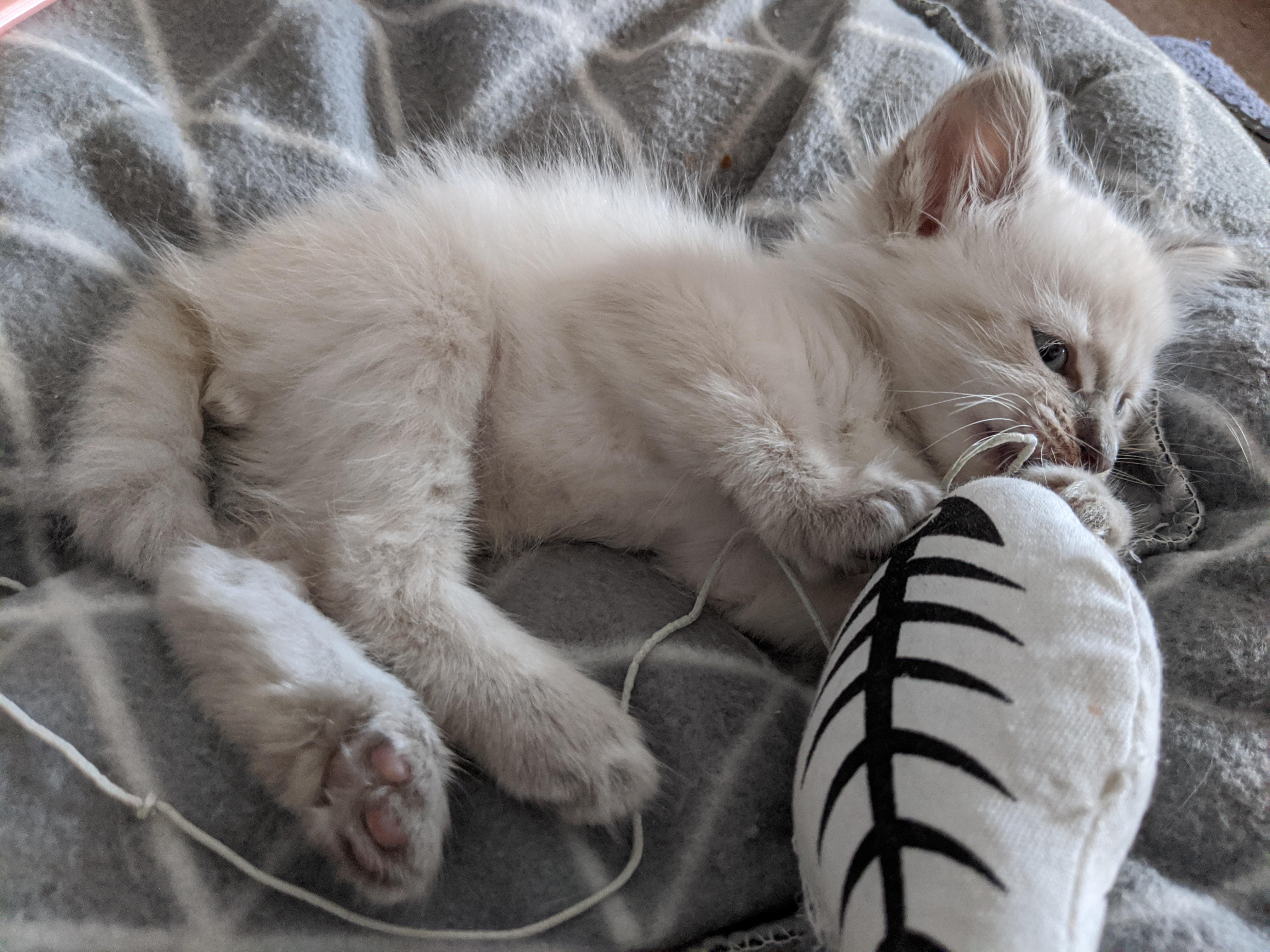 My kitten playing with his fish r/kittens