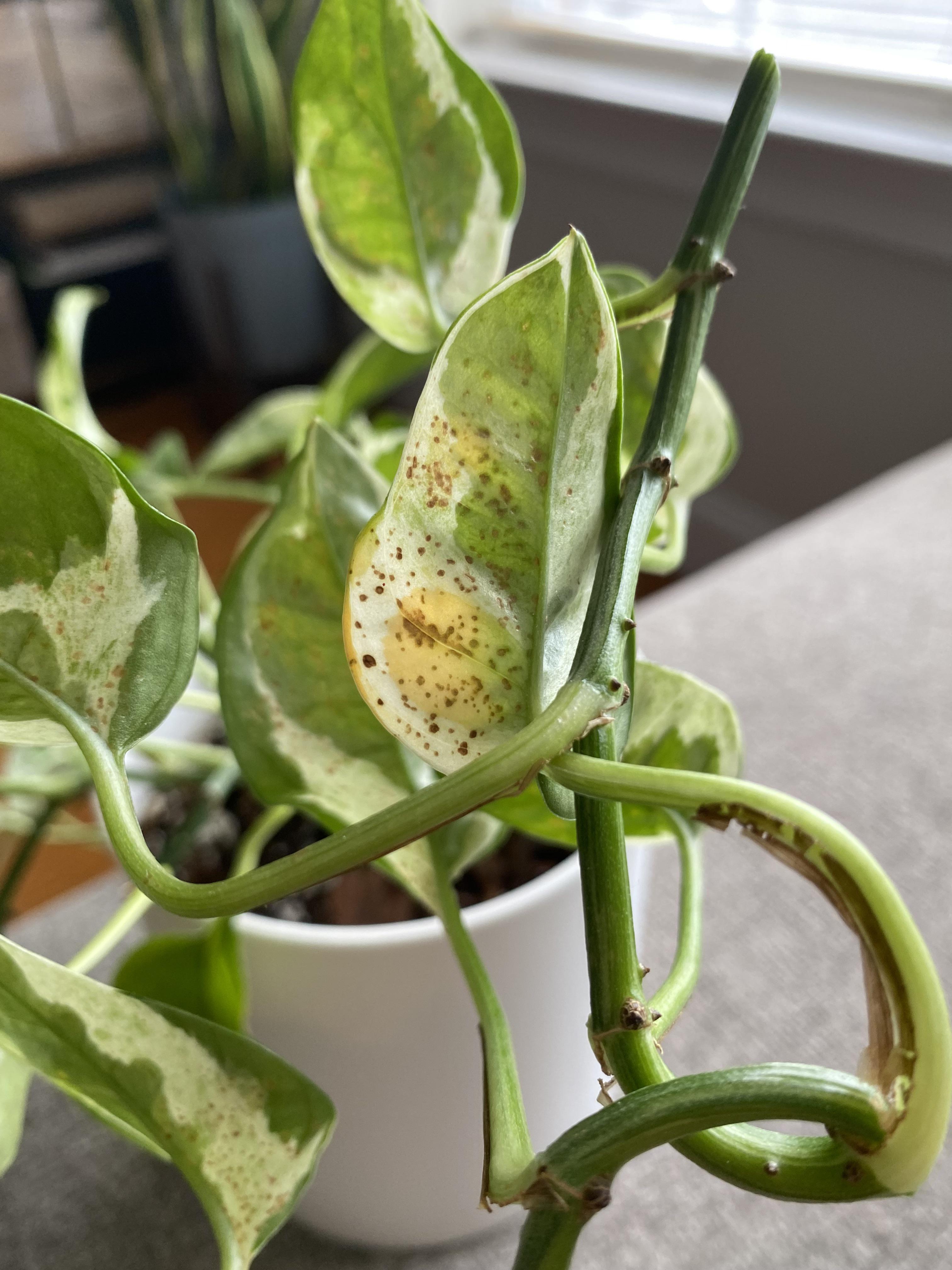 What are these brown spots on my pothos? r/houseplants