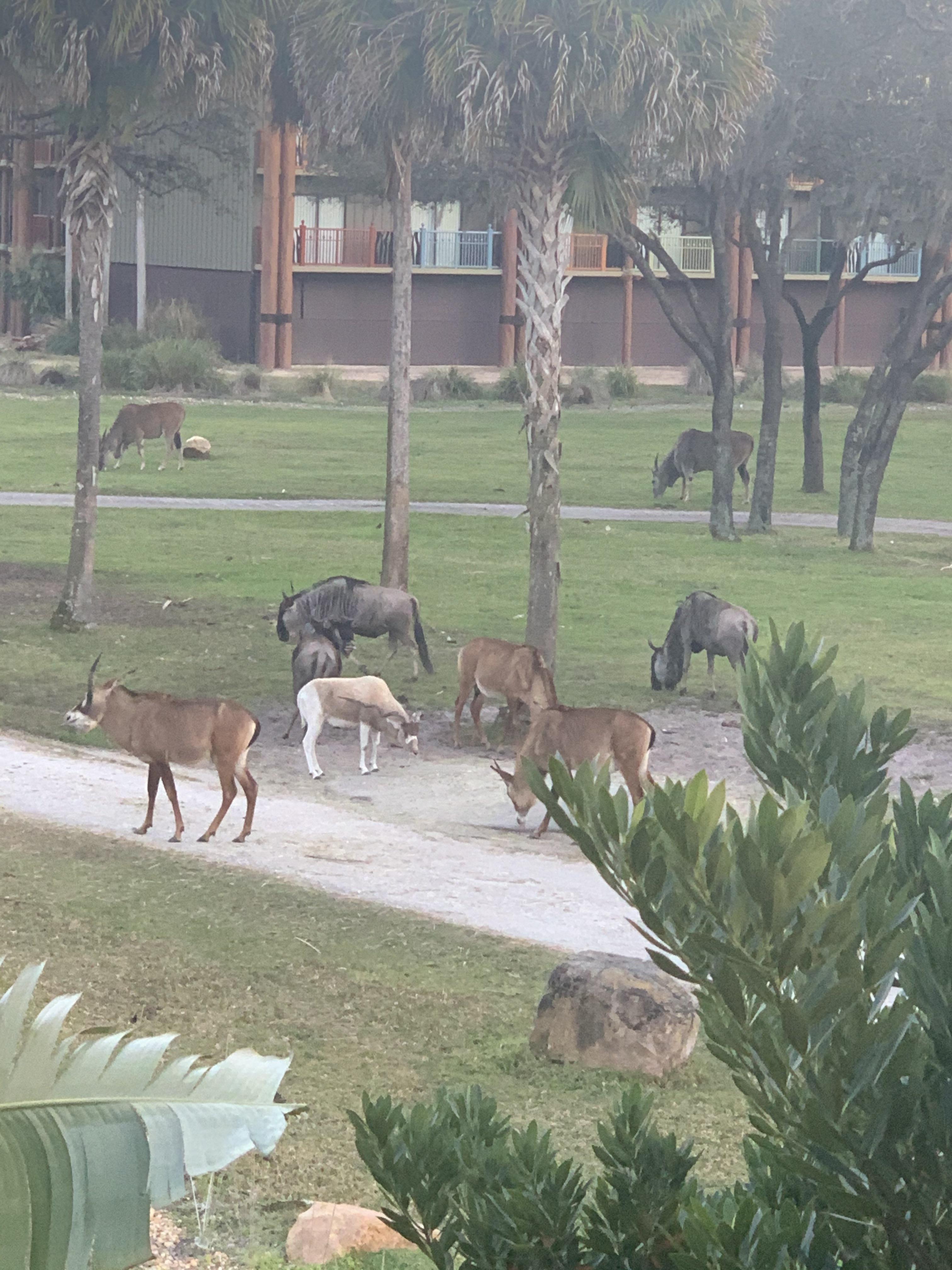 Great view from Animal Kingdom Lodge r/WaltDisneyWorld