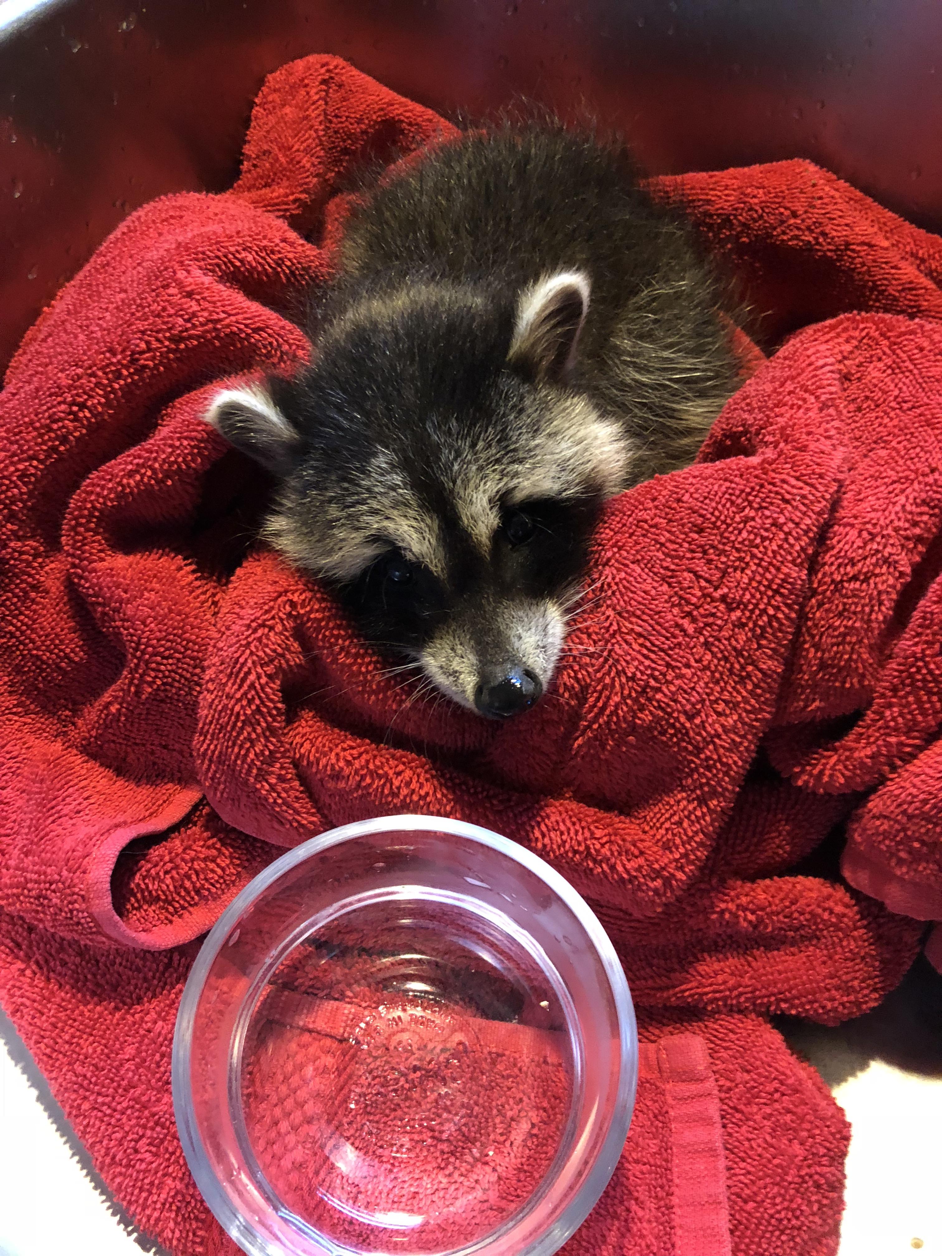 Baby orphan trash panda I was keeping alive to take the nature center