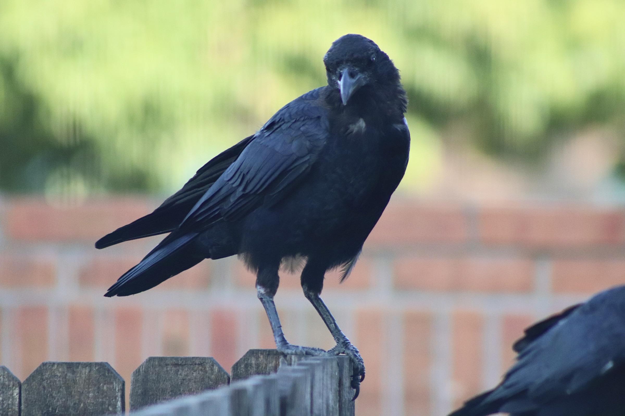 This crow is molting in such a way that you can see their nostrils r