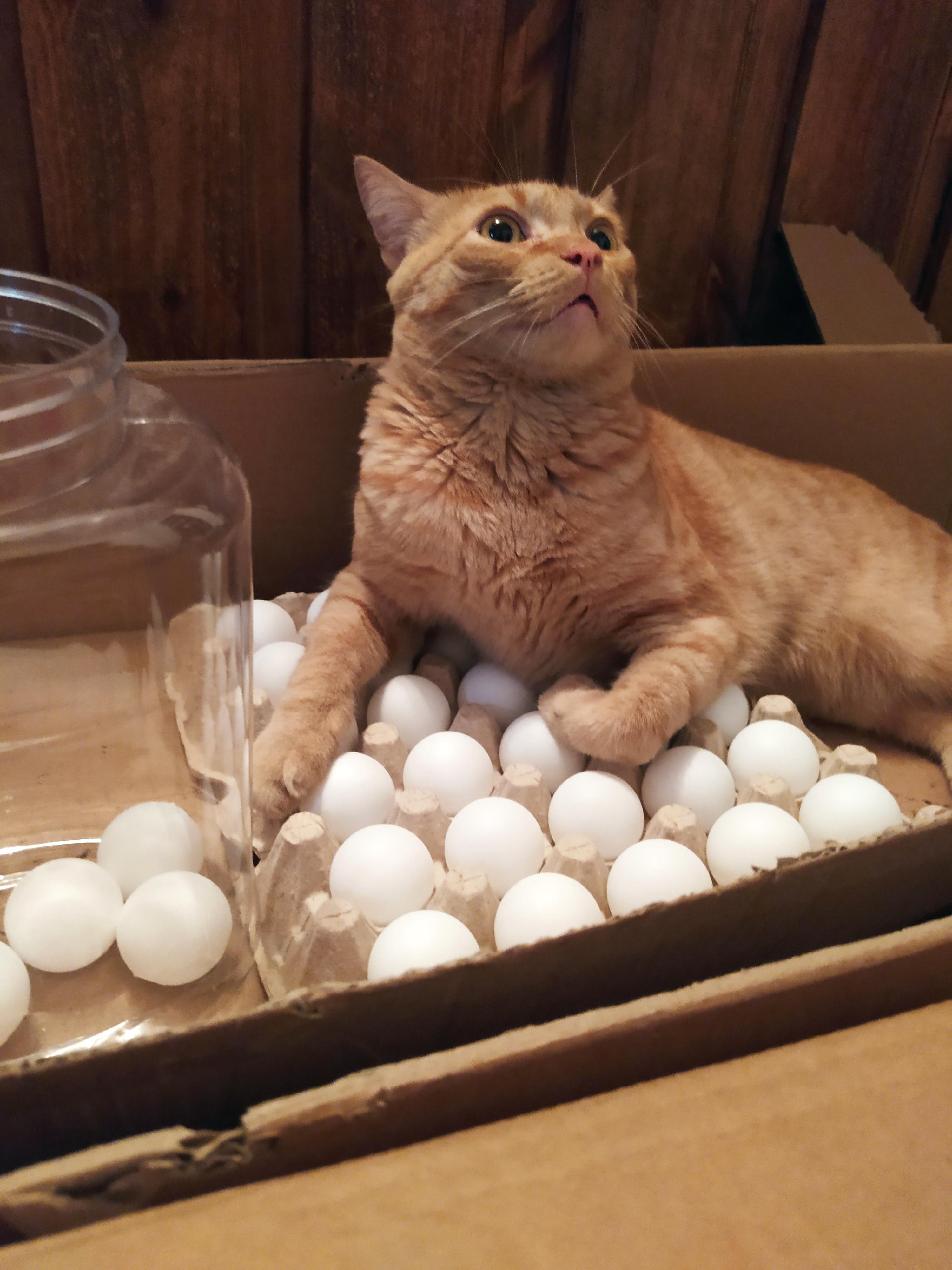 He always tries to lie on top of the eggs, so we put ping pong balls in