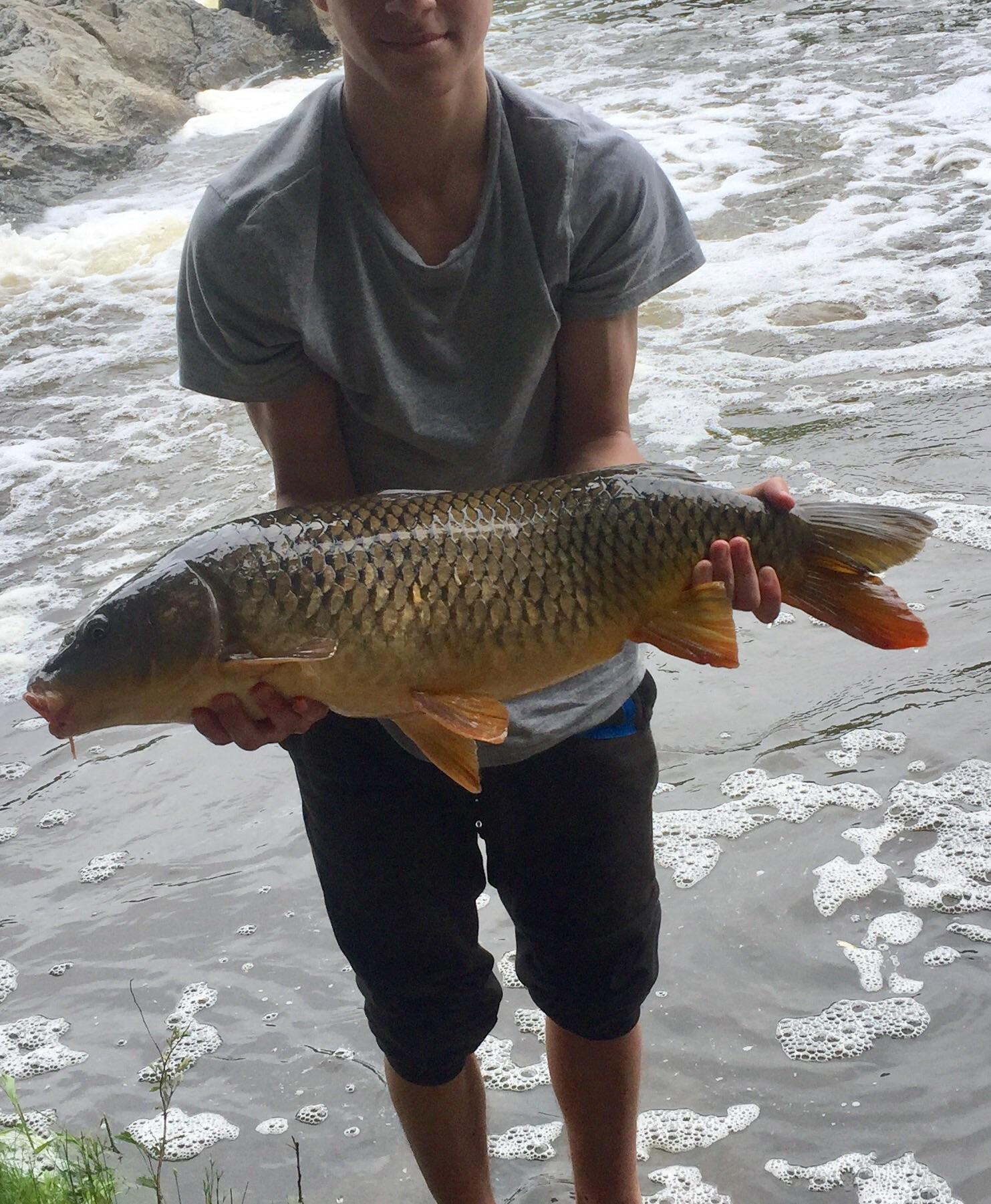 Caught a large carp today Neshaminy Falls, Pennsylvania r/Fishing
