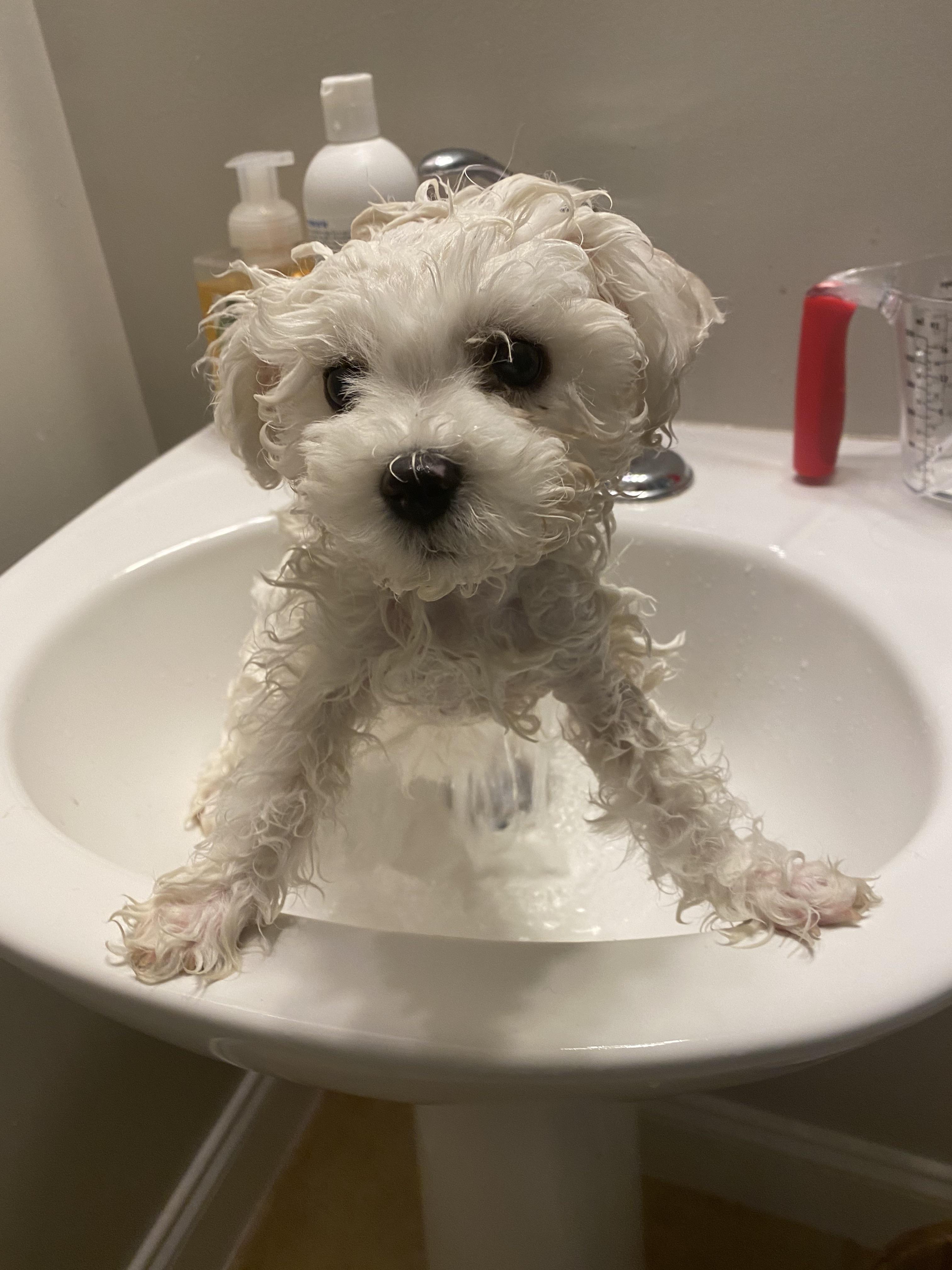Best tear stain remover for bichon puppy? Photo for tax ) r/bichonfrise