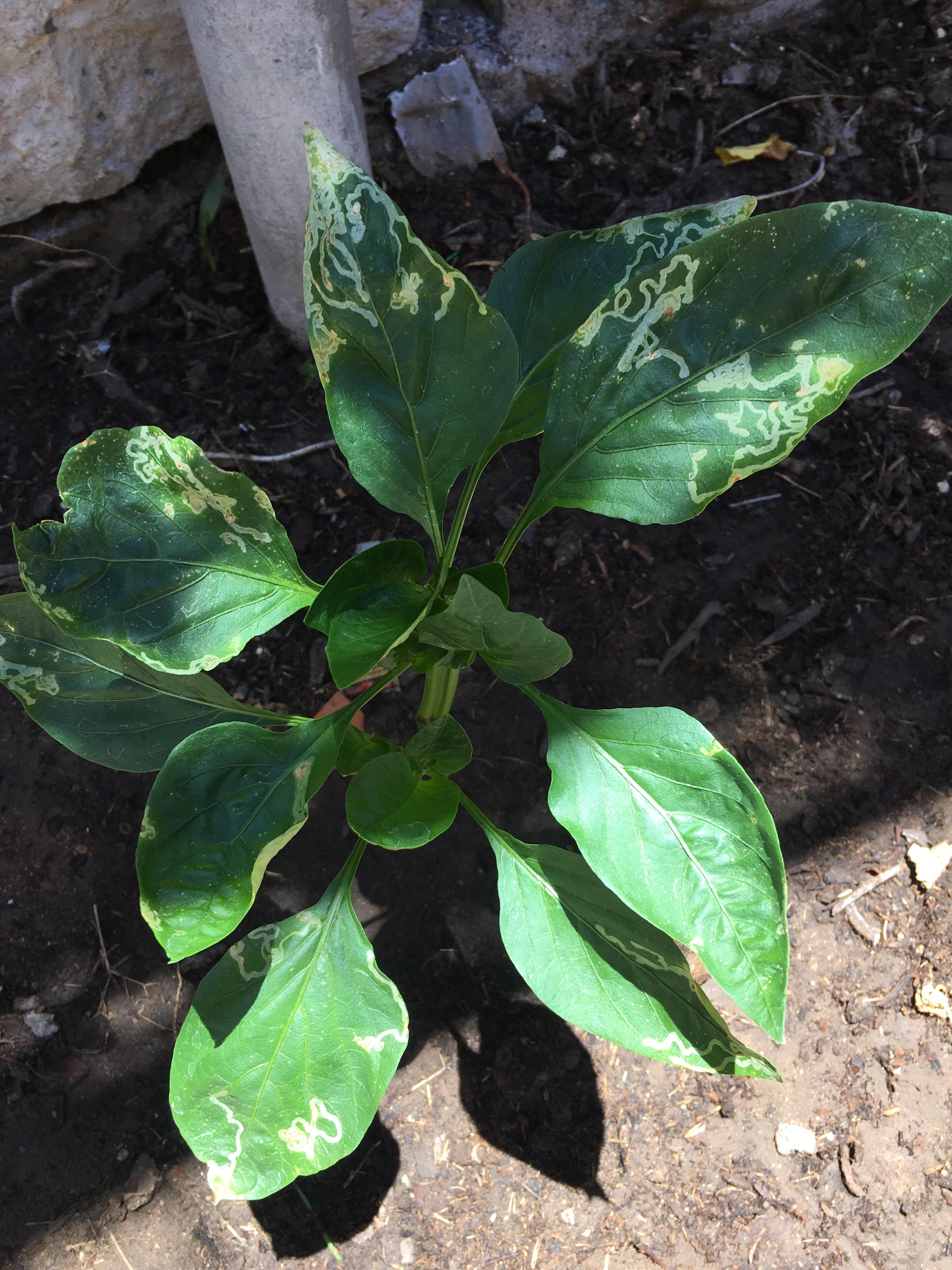 This is my red bell pepper plant, I planted it about 3 months ago and