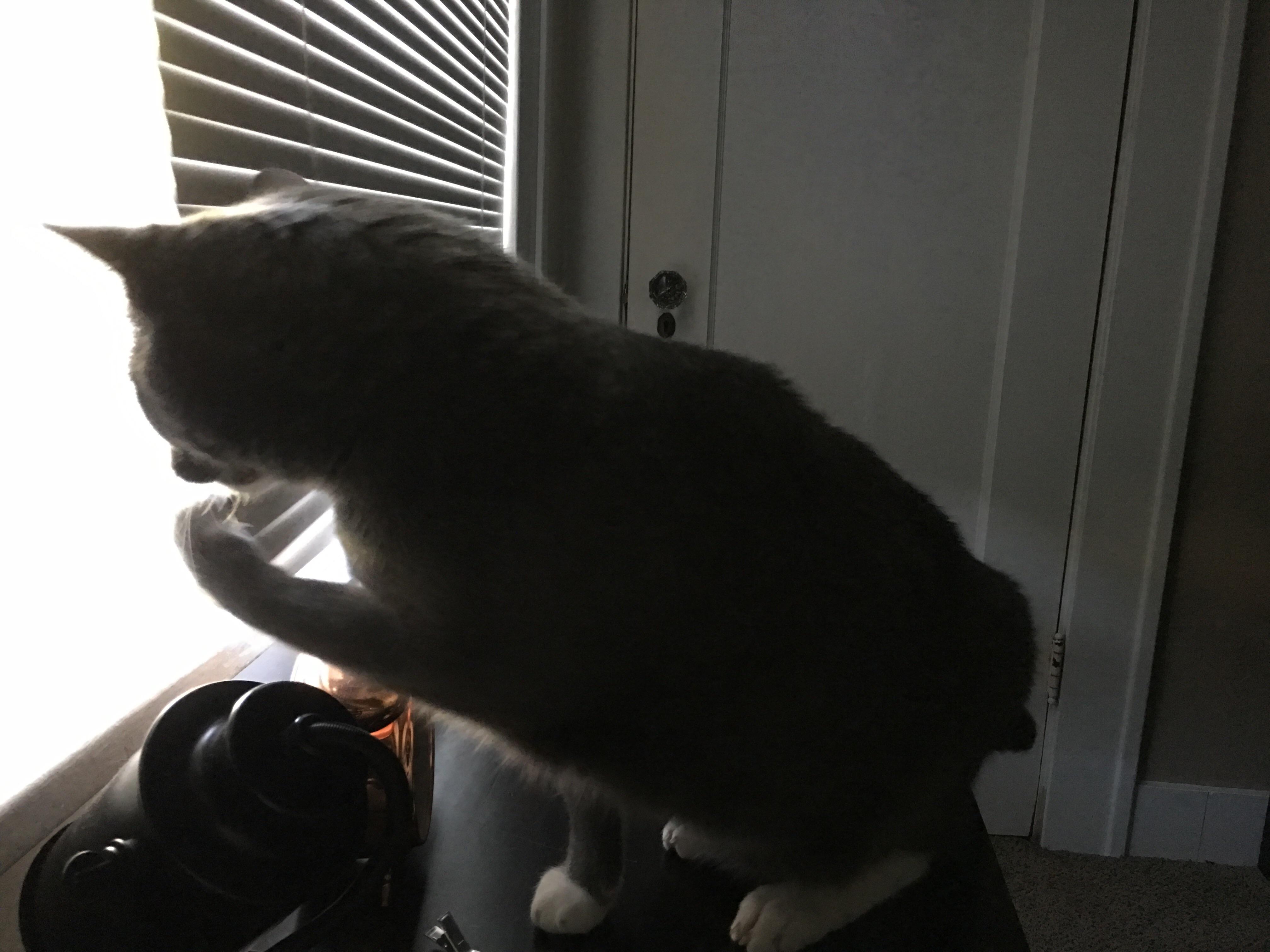 Trying to take a nap in my dark room was ruined by someone opening the