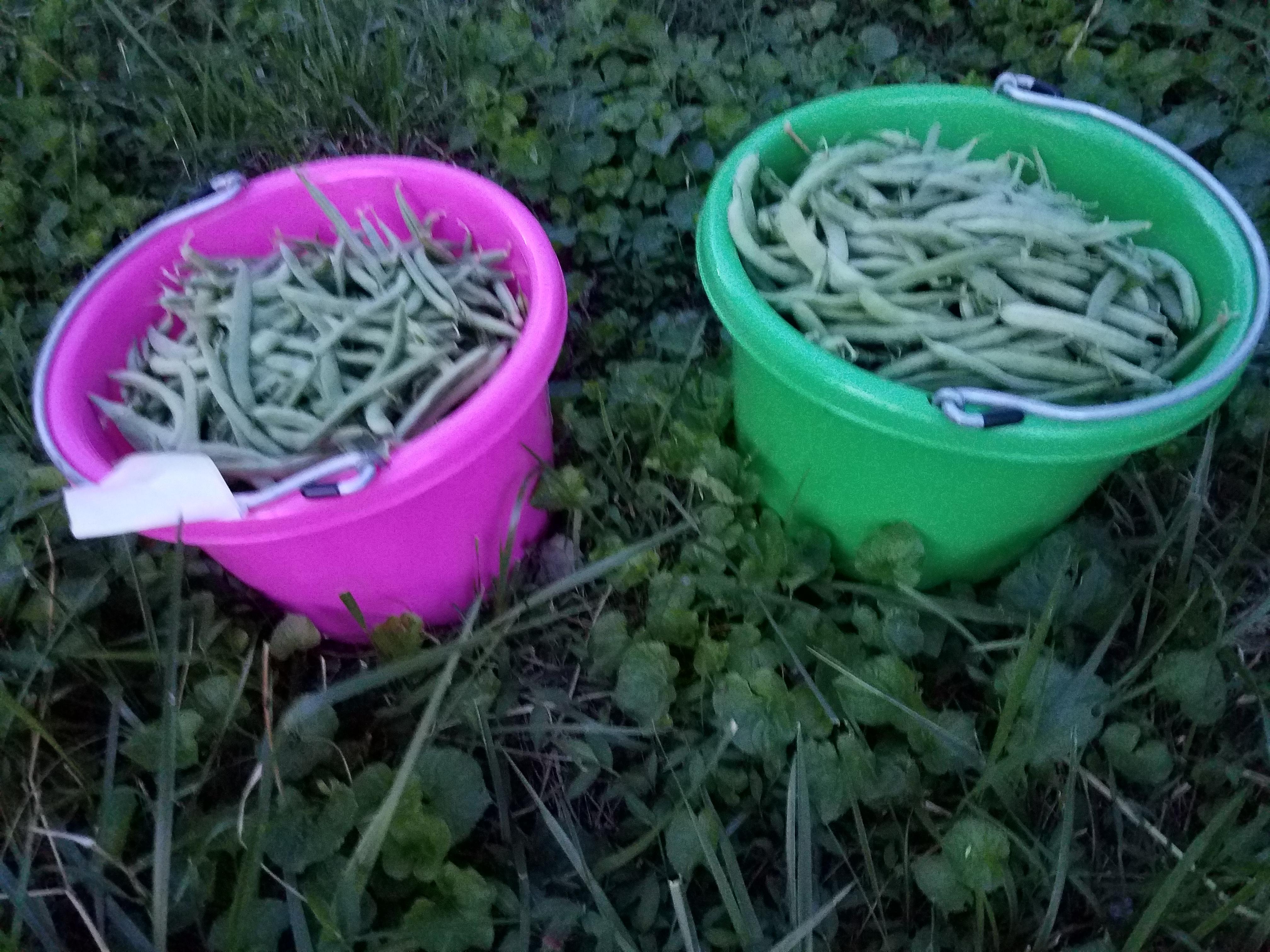 Just a few green beans... gardening