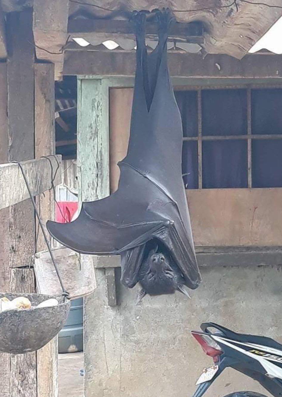 Absolute unit of bat AbsoluteUnits