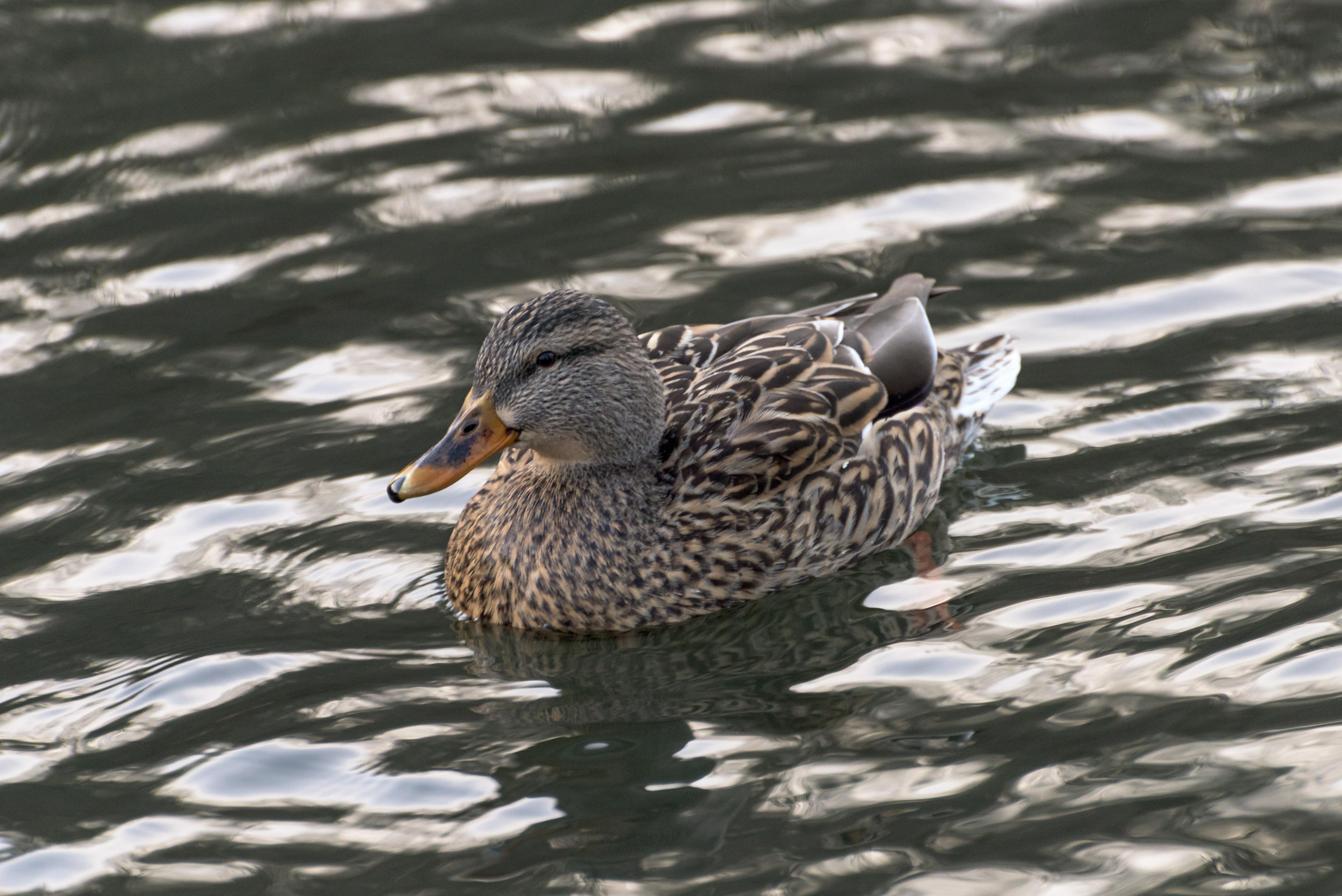 Tried out a 70300mm VR I repaired. Handy lens but not the sharpest at