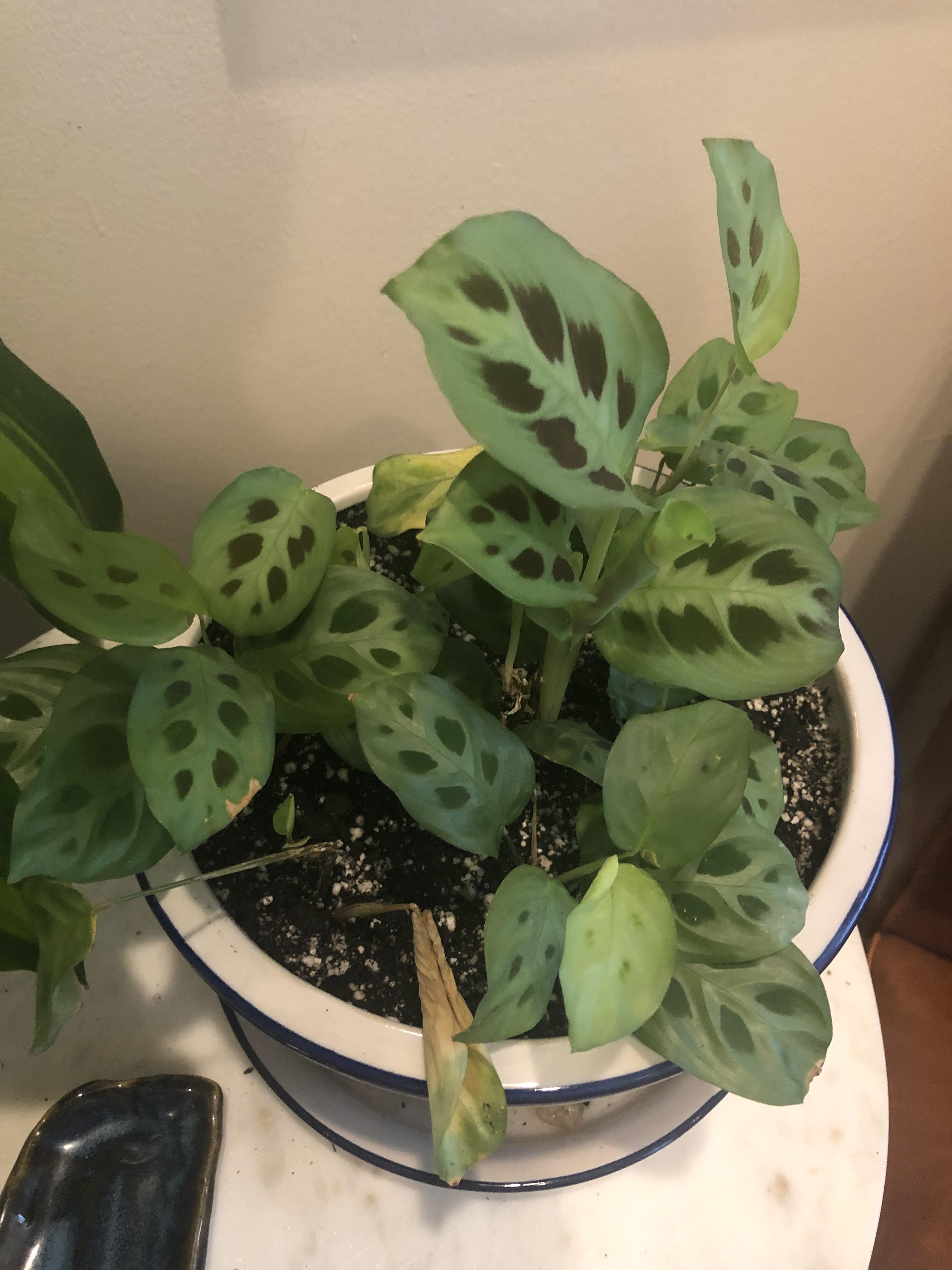 Help with dramatic yellowing/browning of leaves in my Calathea