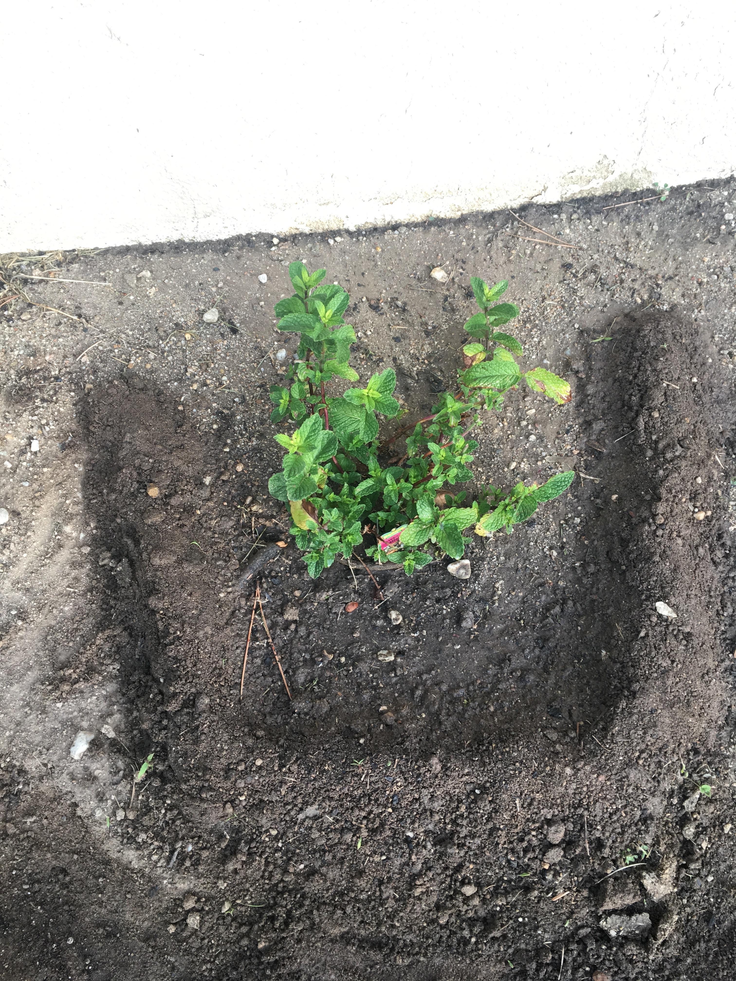 Why are my mint leaves turning yellow? r/gardening