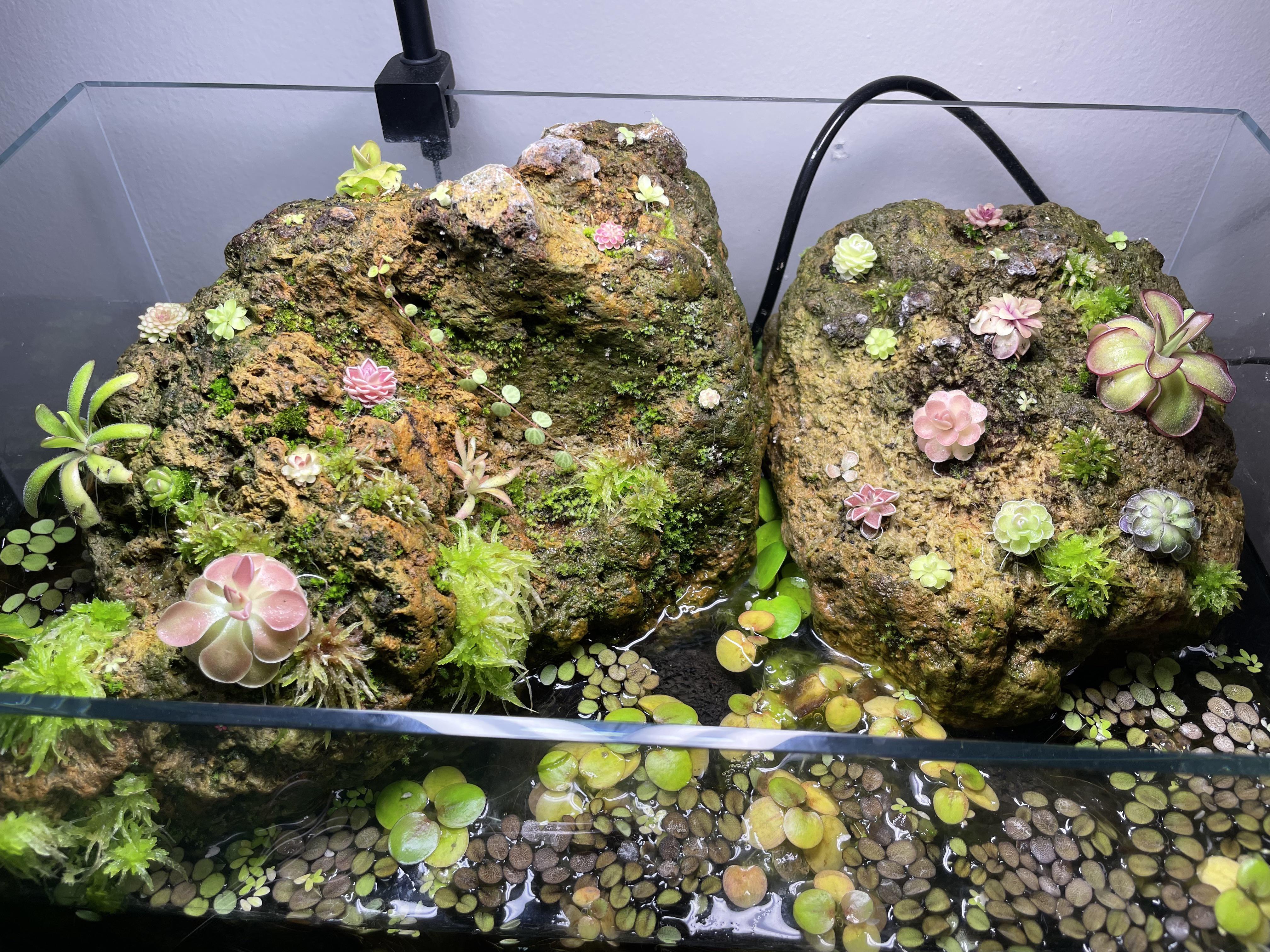 My Mexican Butterwort tank. r/Miniworlds
