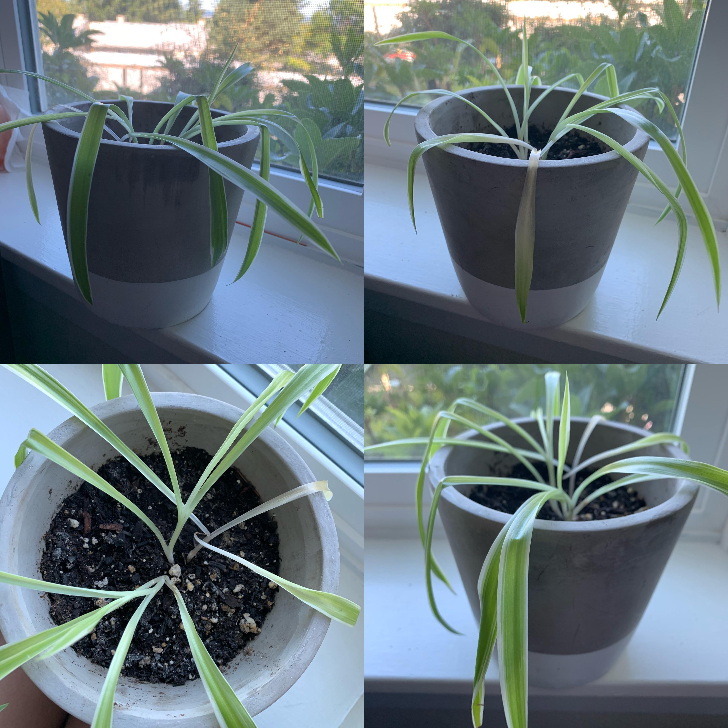 Spider plant help! Hey everyone, my spider plant was doing great but