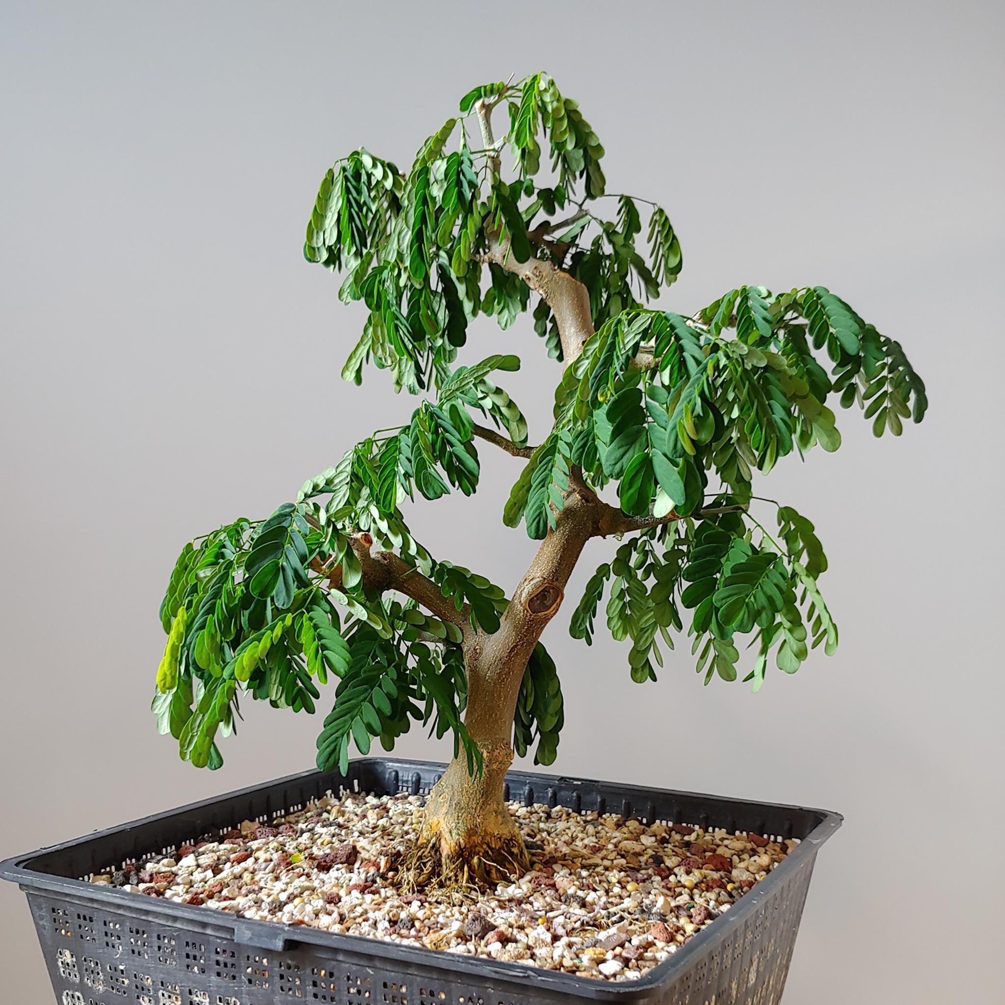 Brazilian Rain Tree Bonsai freshly pruned r/Bonsai
