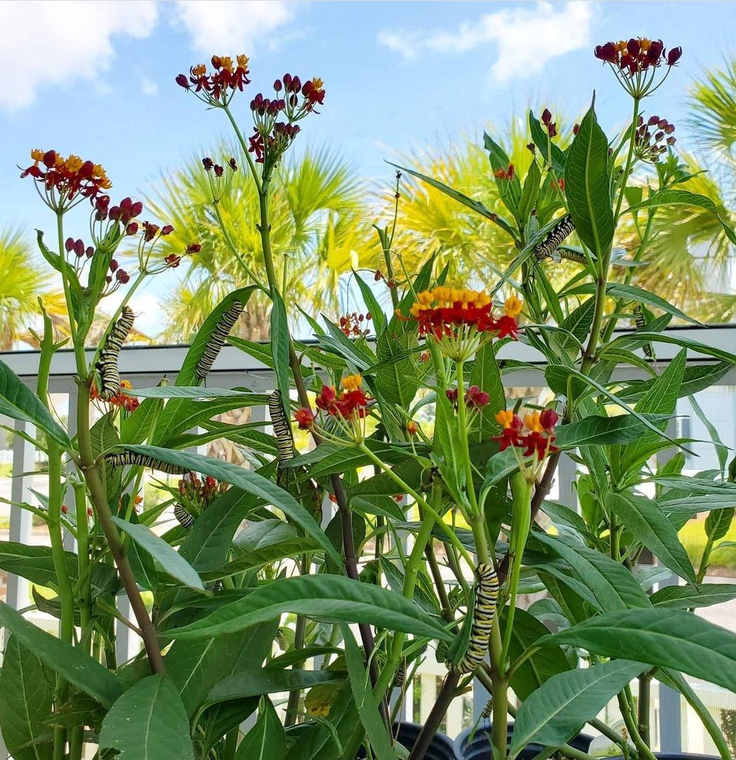How to get monarch butterfly eggs or larvae in my garden? (California) MonarchButterfly