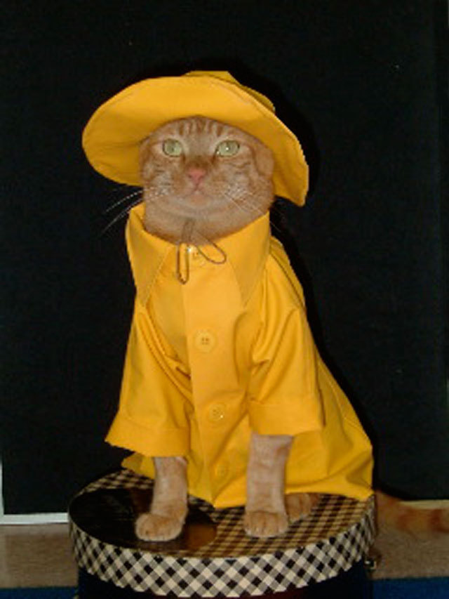 PsBattle A Cat In A Raincoat