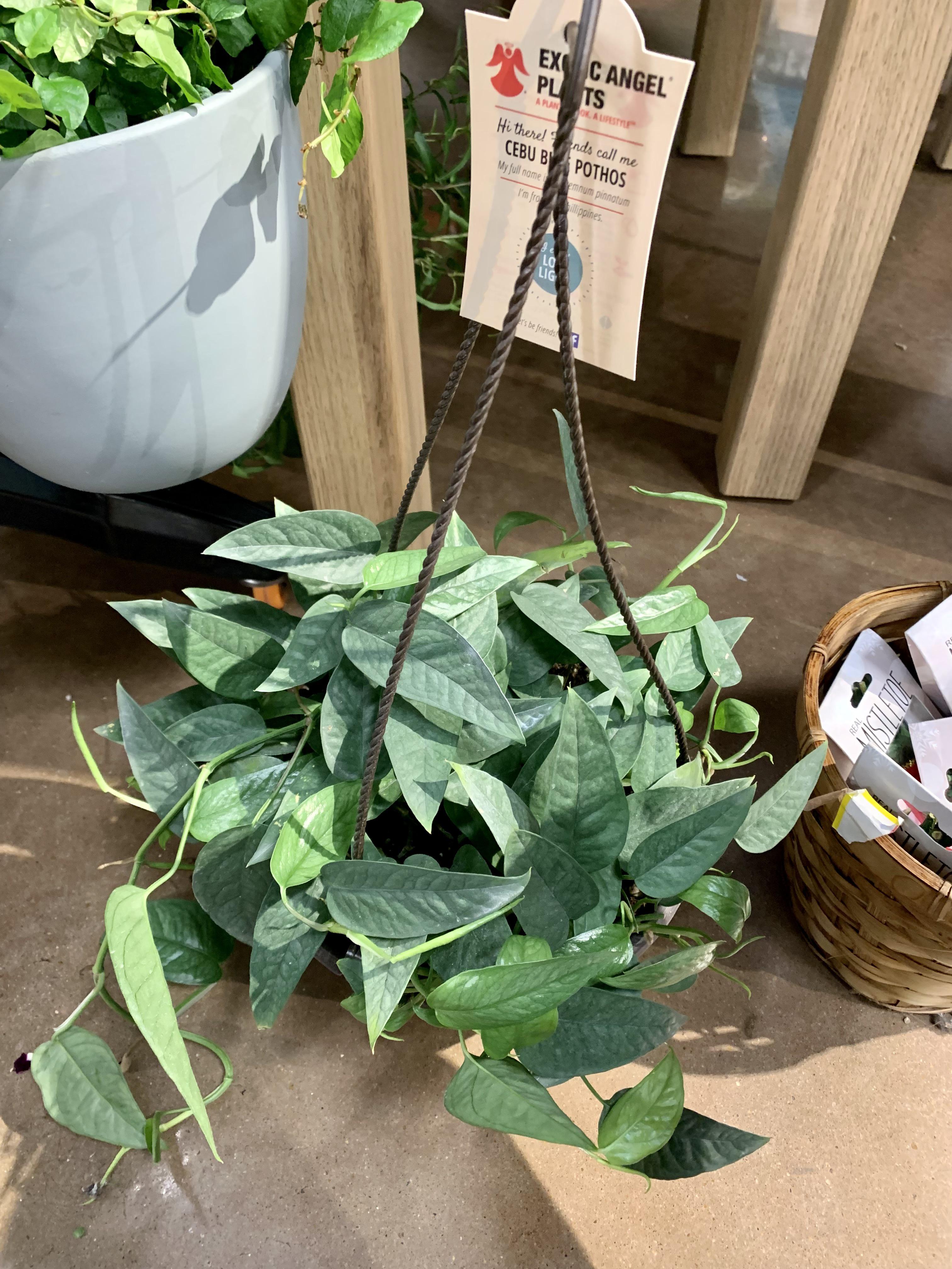 Memphis, TN—If you need a cebu blue, there’s one for 12.99 in a small