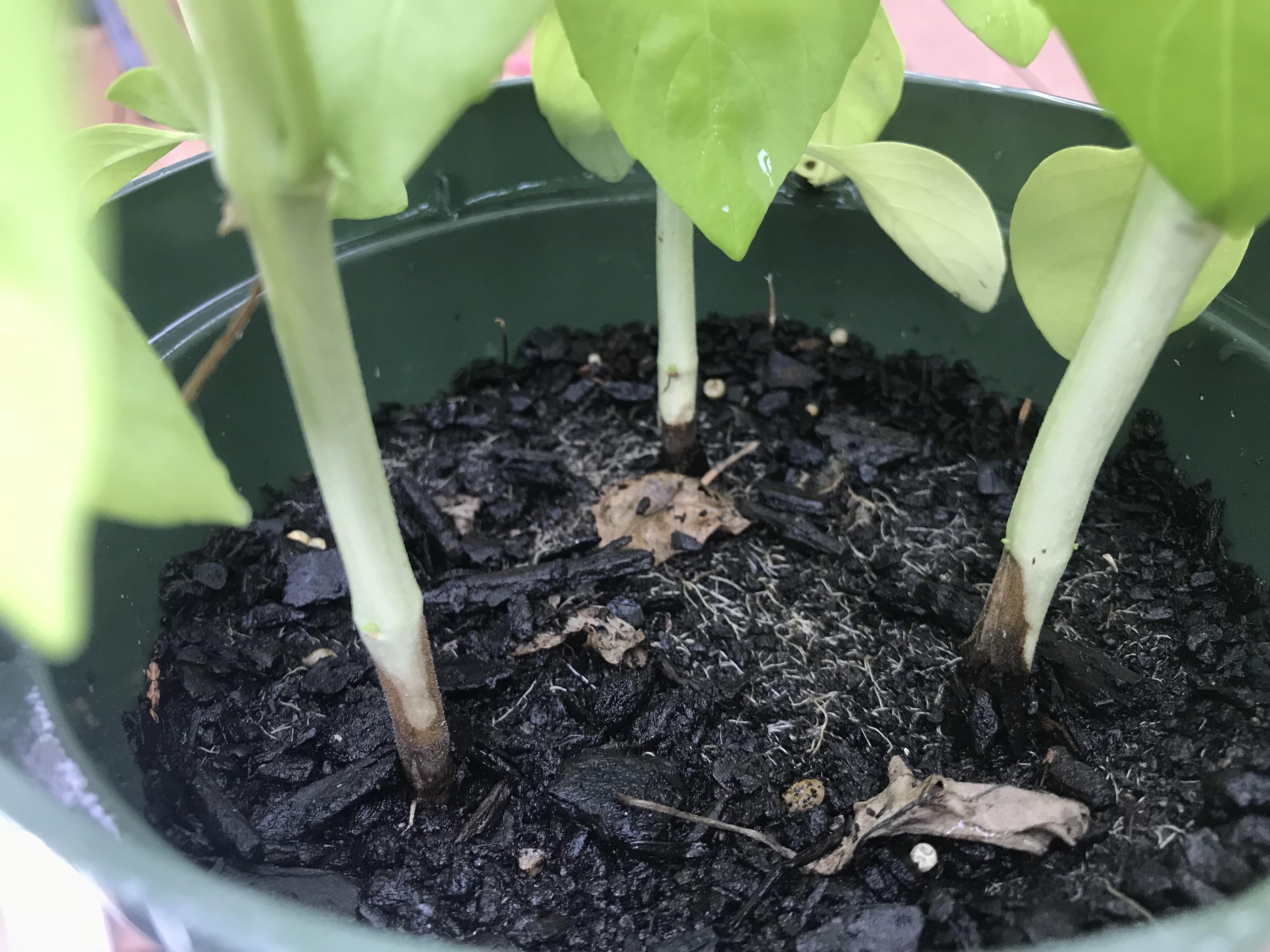 Is this a symptom of basil root rot, or is the plant just getting woody