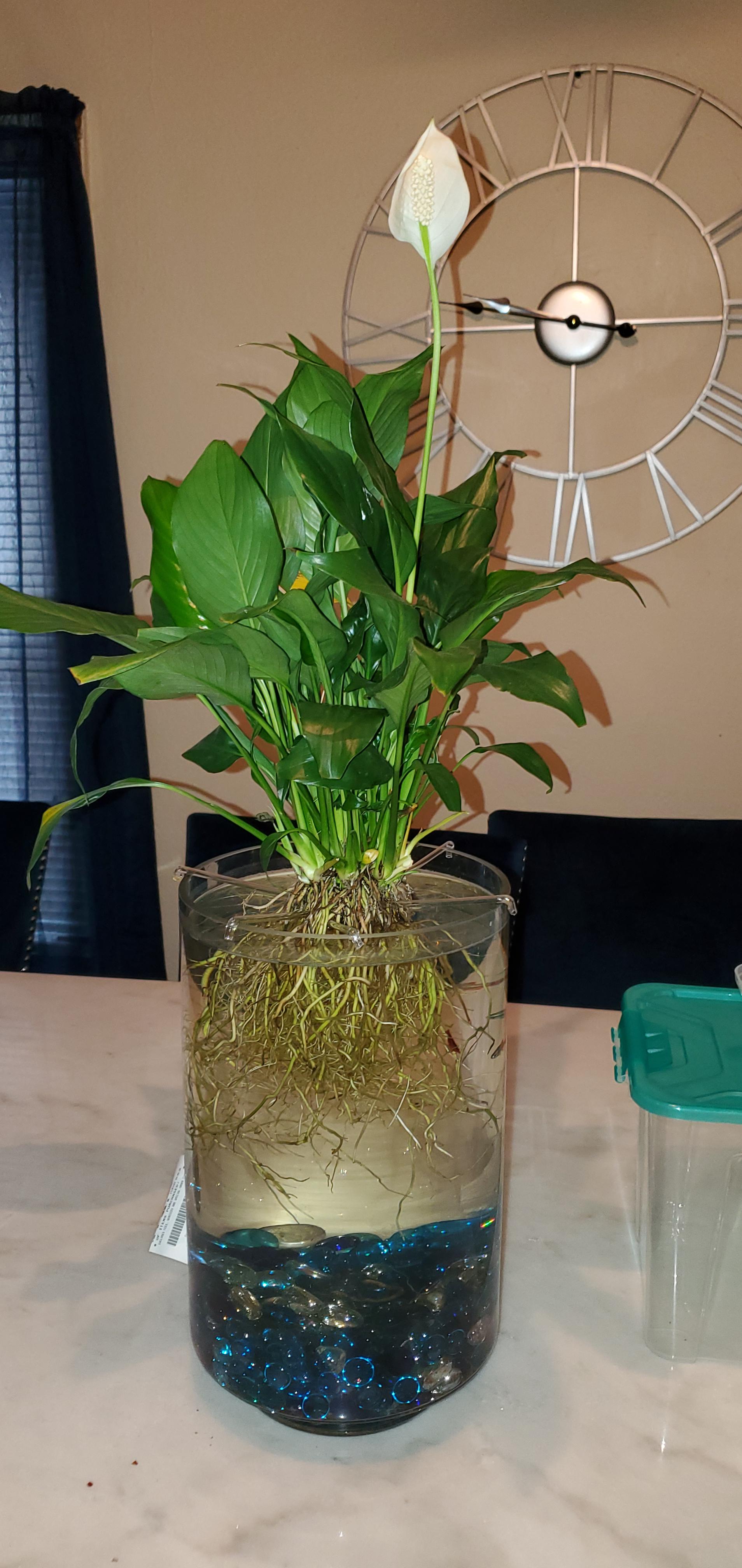 Peace Lily Plant With Betta Fish