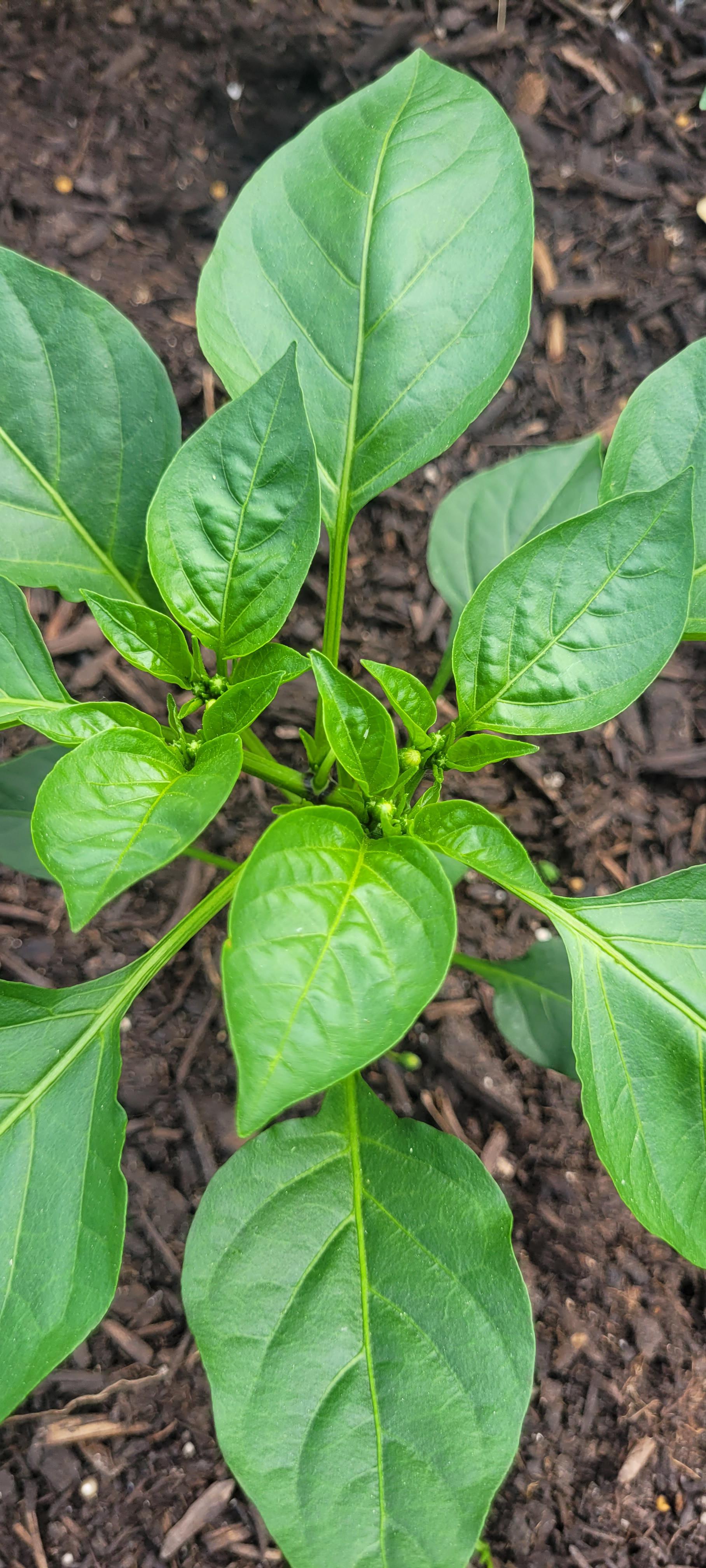 Short pepper plants producing flower buds too early. Will pruning the