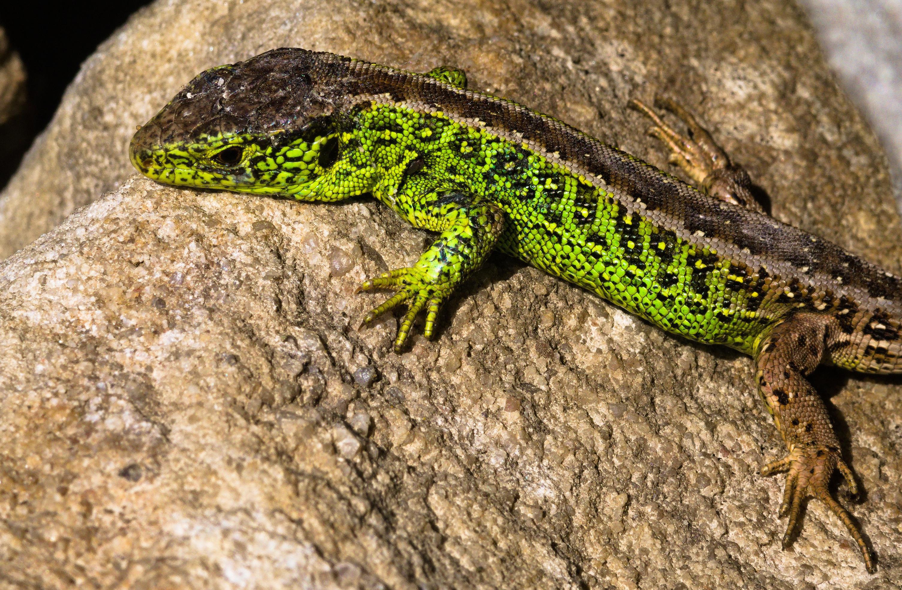 🔥 Male Sand Lizard Reptile of the Year here in Germany r/NatureIsFuckingLit