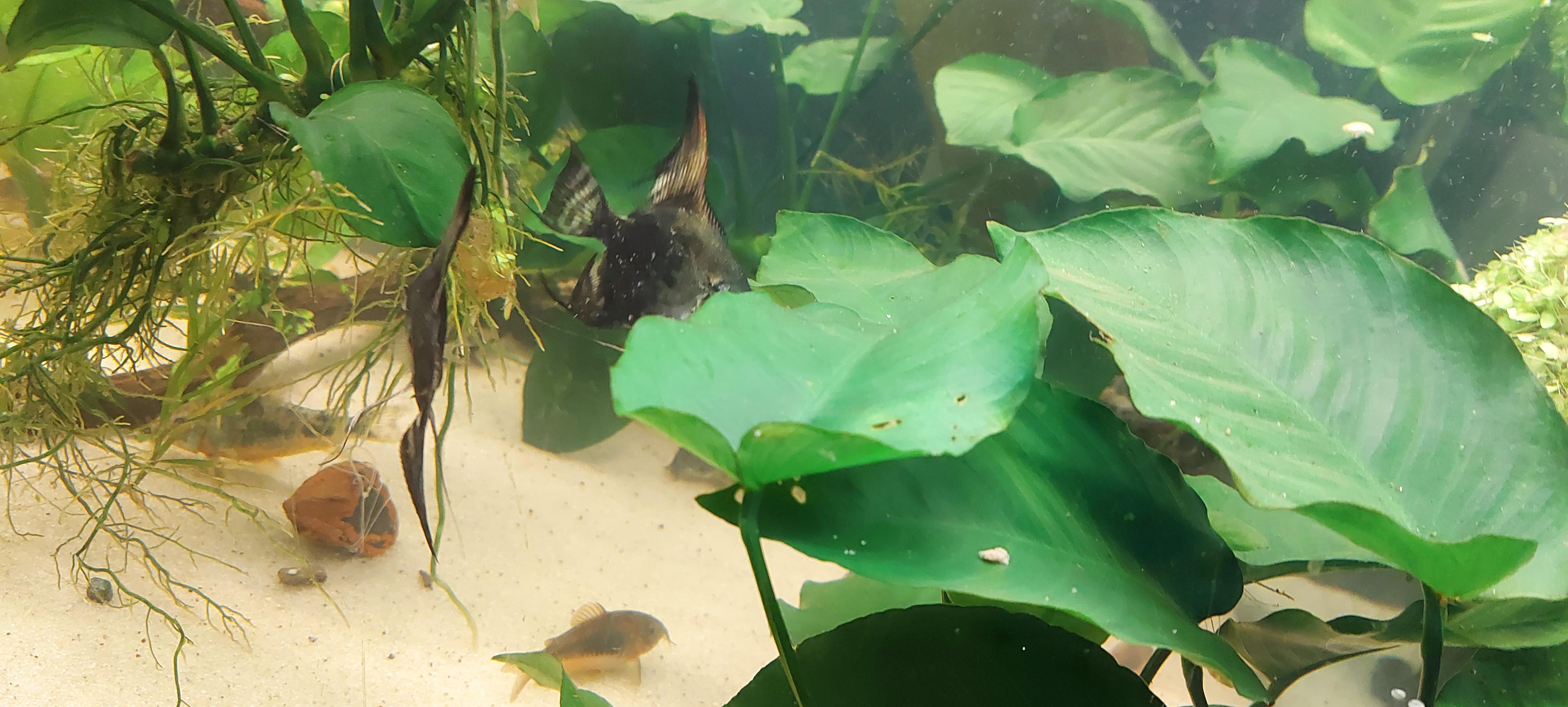 Bubbles sticking on fish ? r/Aquariums