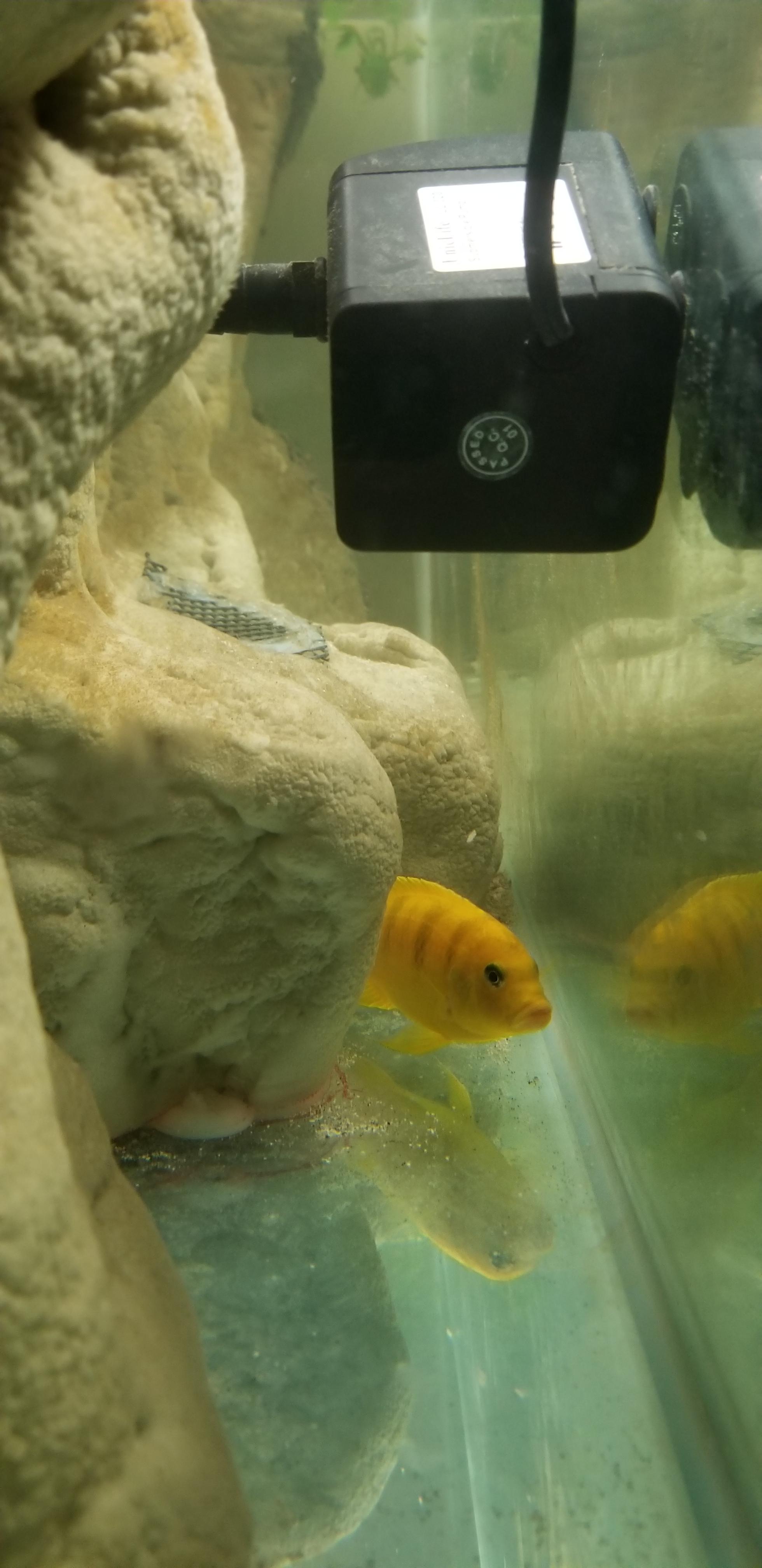 Vida the rennovator is now in fish jail for a few days because he's a