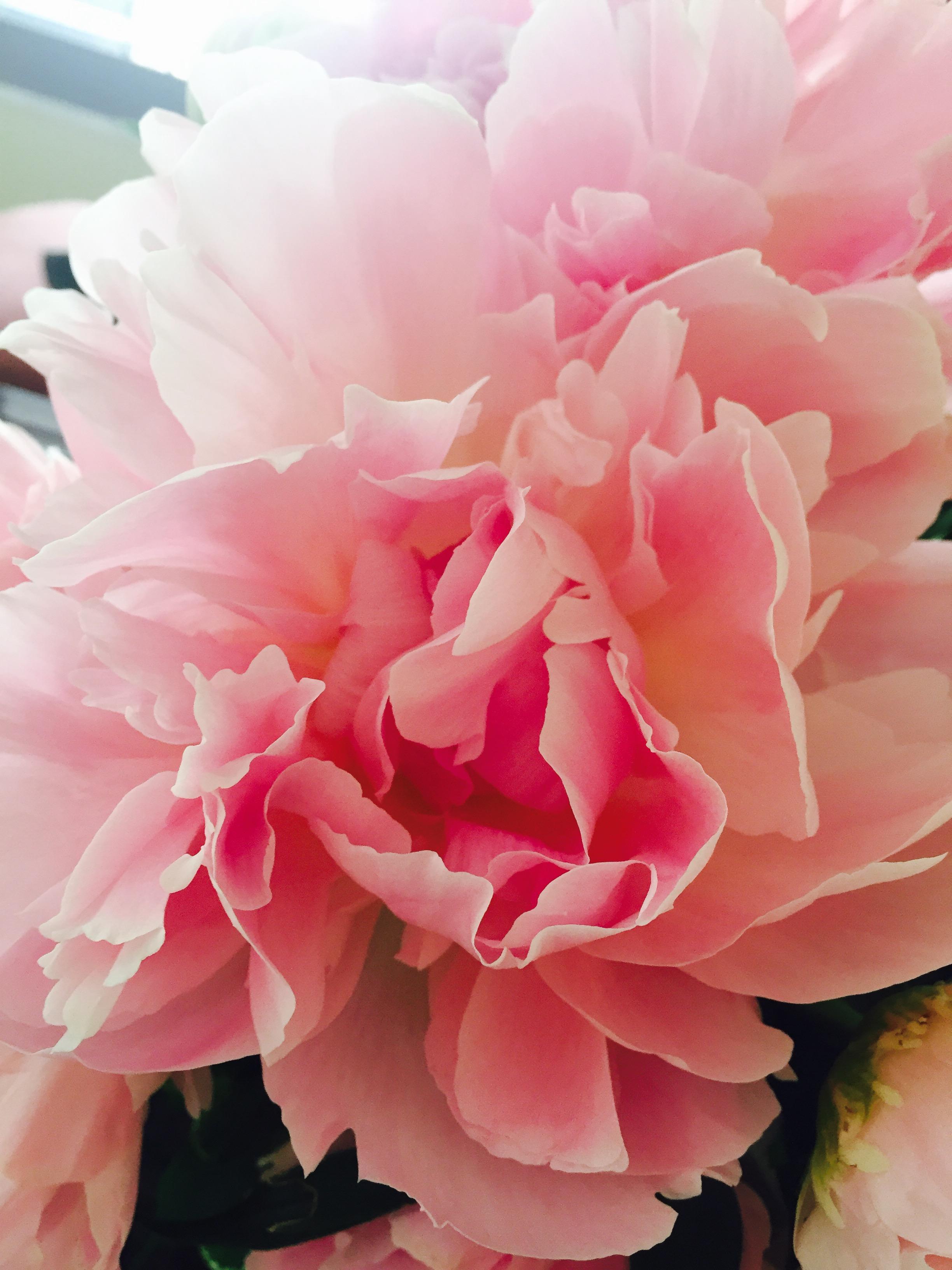 picture of flowers I sent my girlfriend r/pics