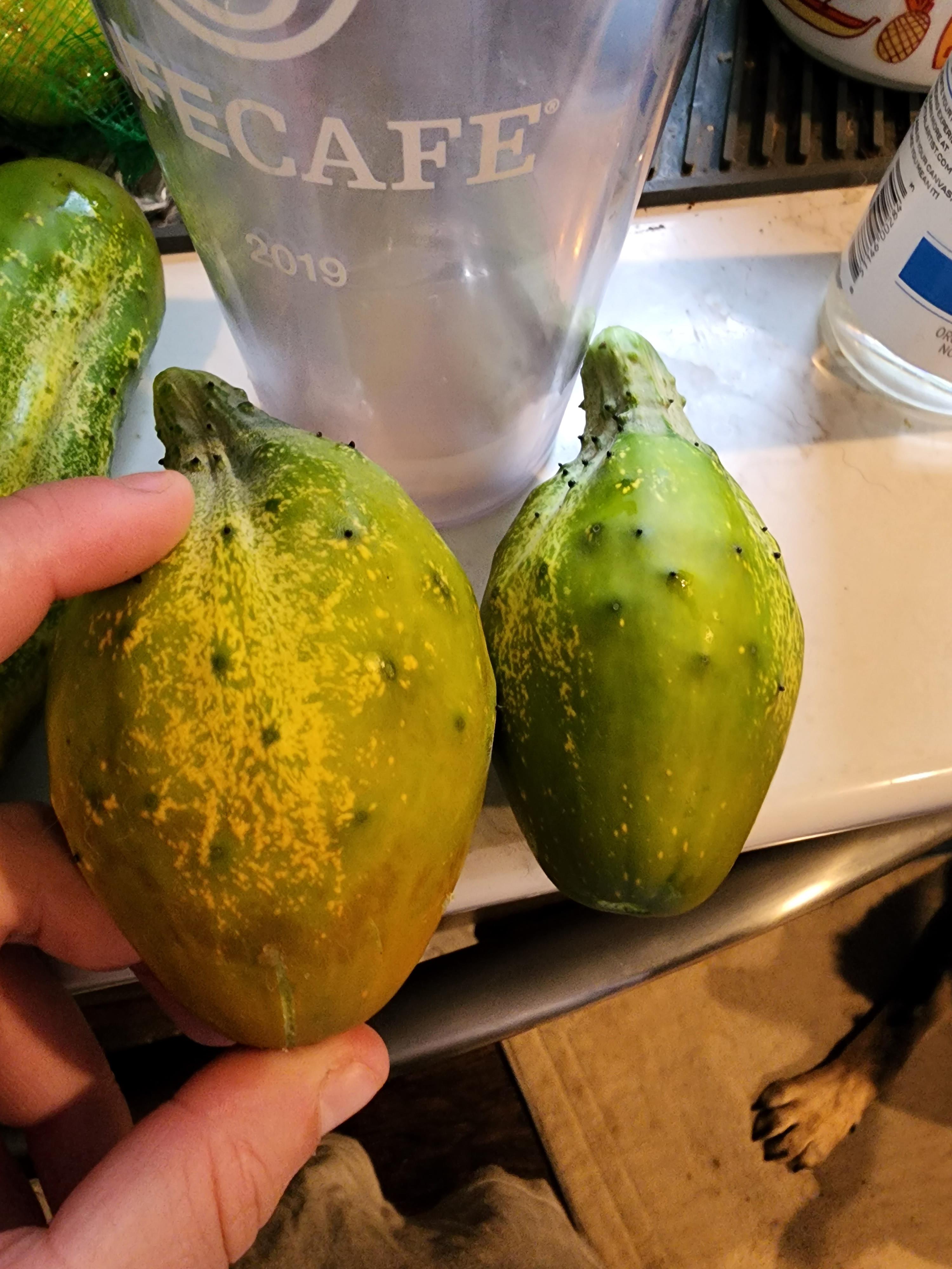 my cucumbers are growing weird. we've had lots of weather extremes this year, and I haven't seen