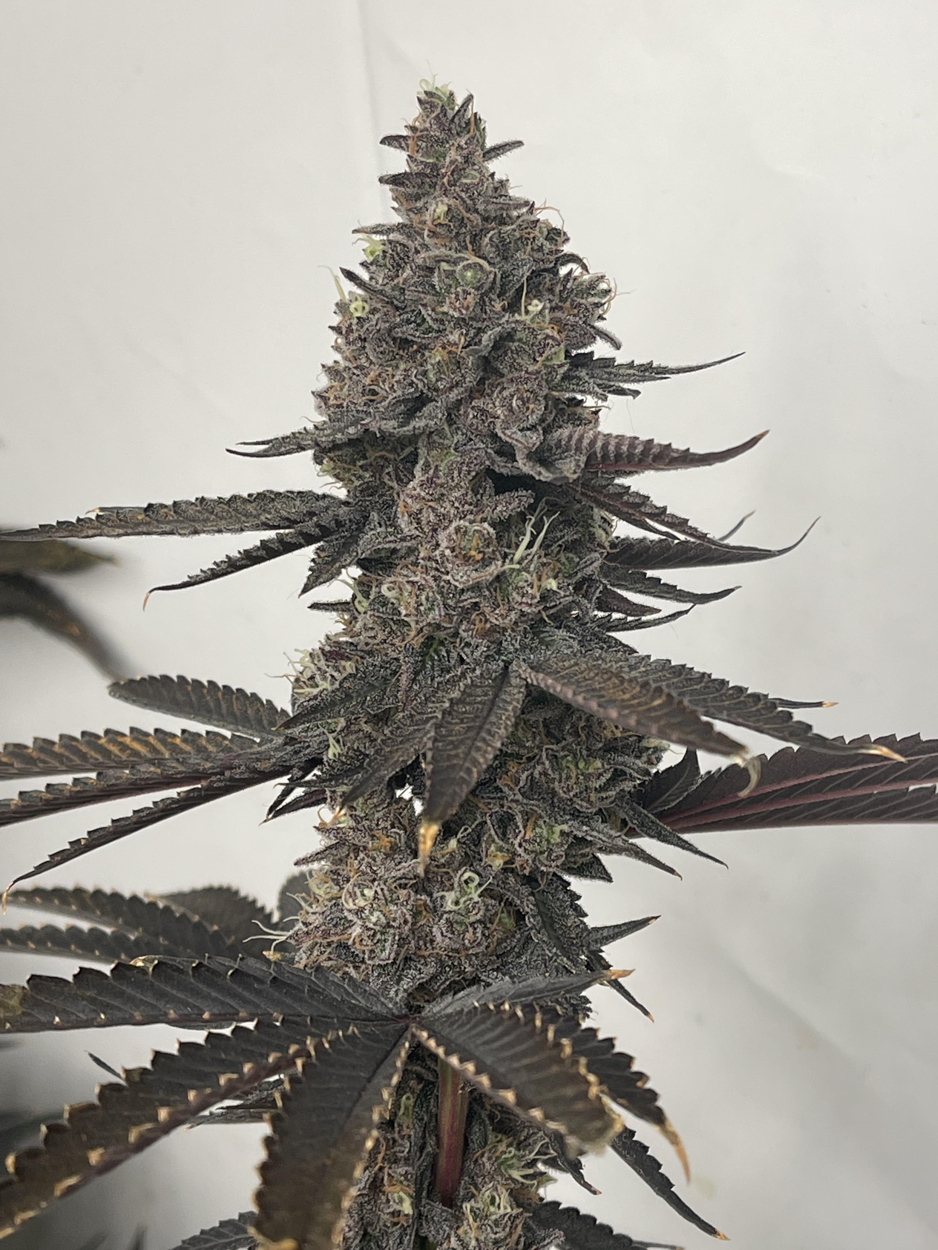 F67 garlic breath 2.0 breed by thug pug, grown by me. Nutrient dense