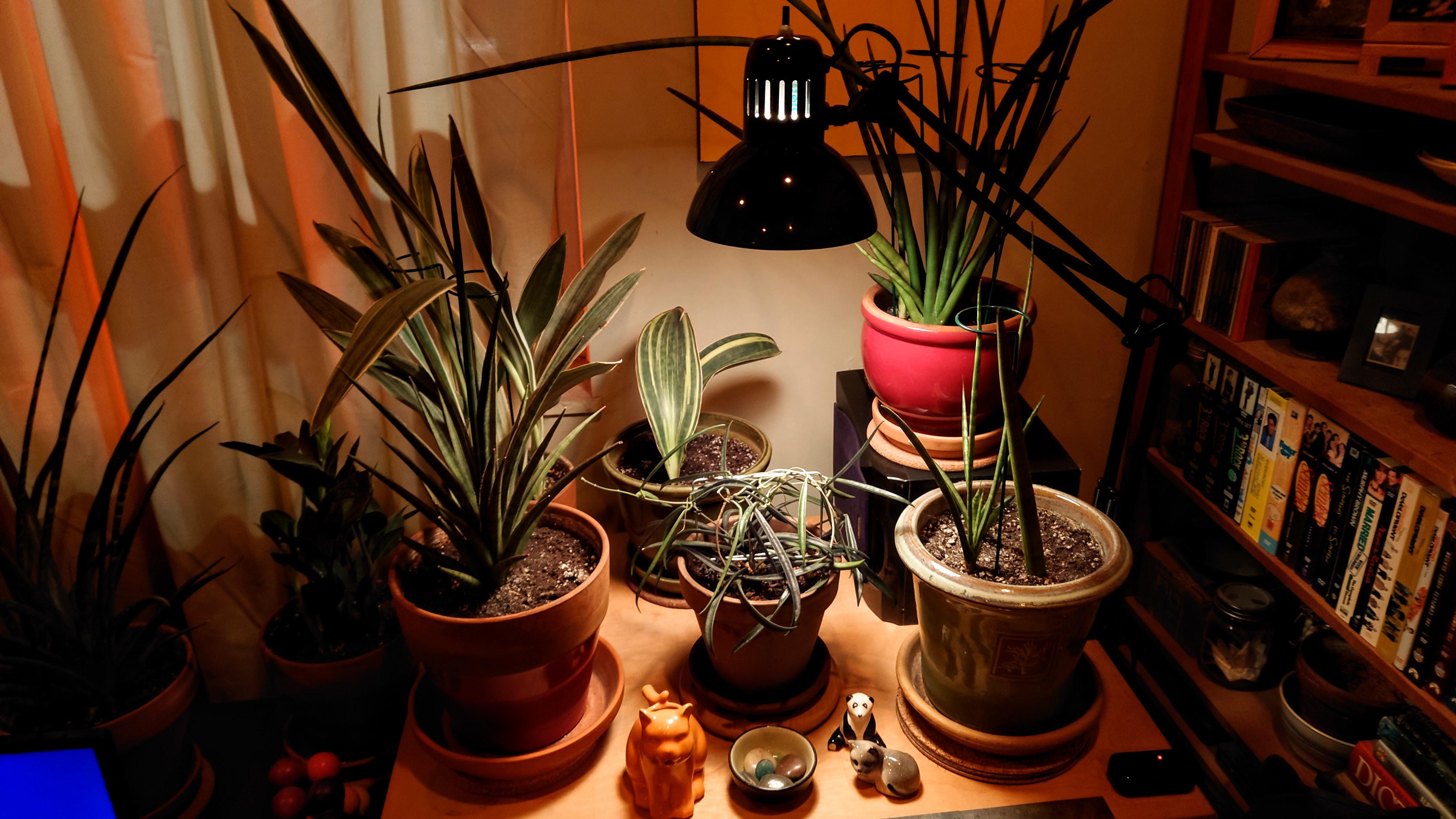 Got a dimmable incandescent grow light for my hoya shepherdii (the LED ones were disturbingly