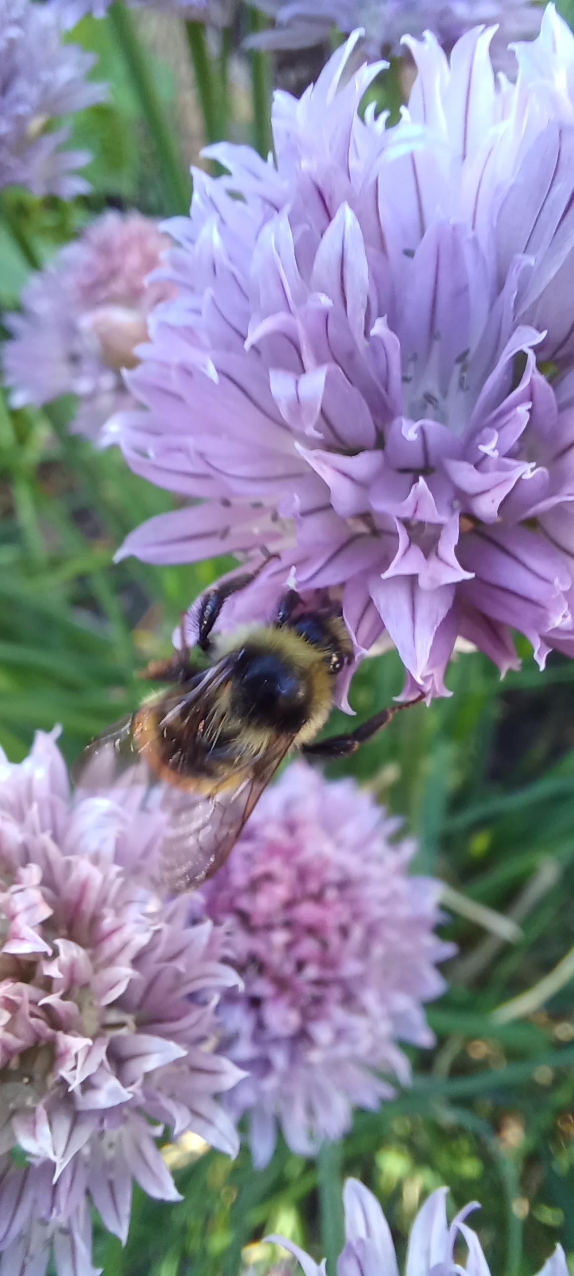 Our yard is full of onion flowers for the bees, so far ive spotted 3