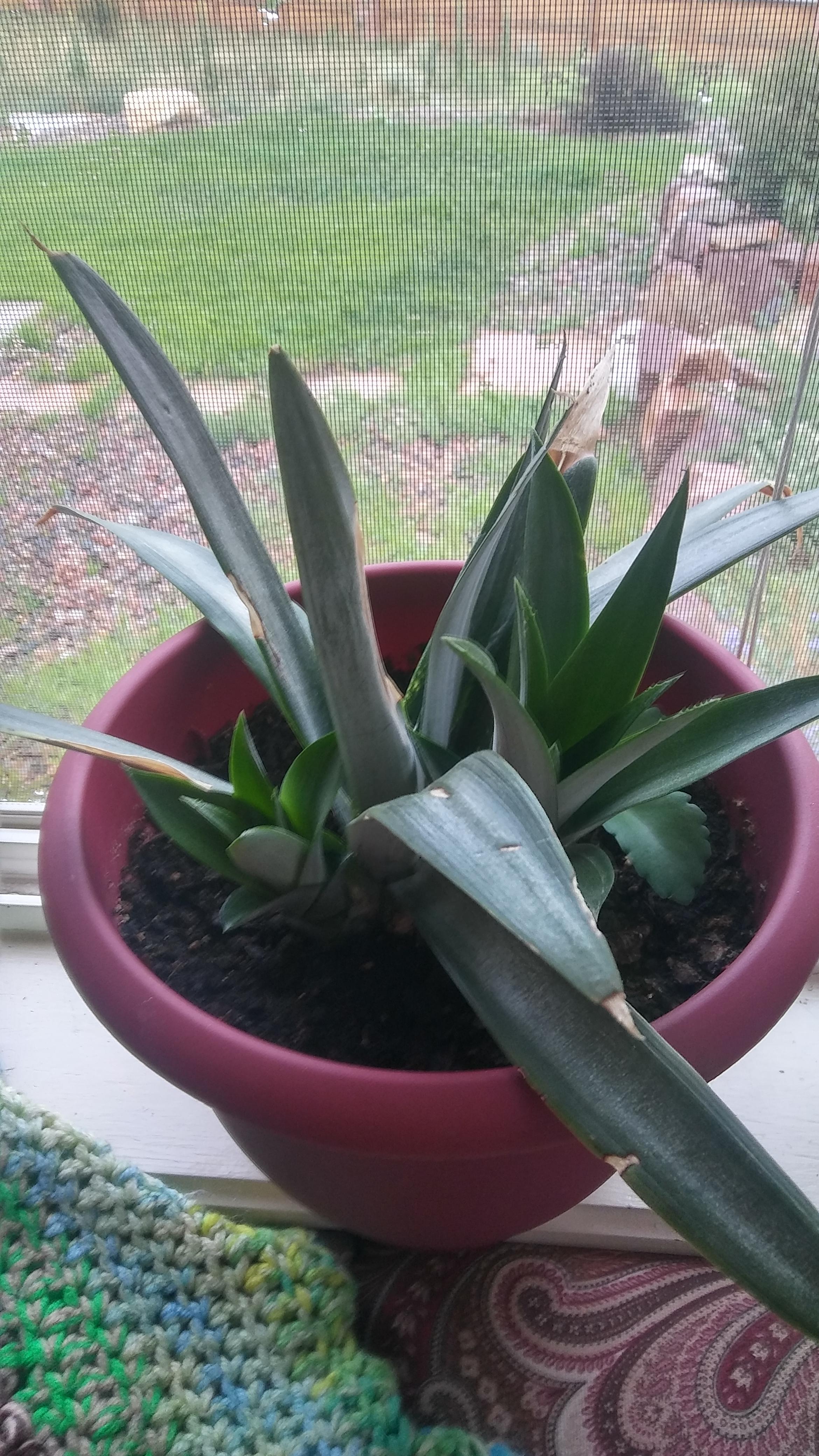 Rate my pineapple. Grown from a store fruit. It's almost been a year