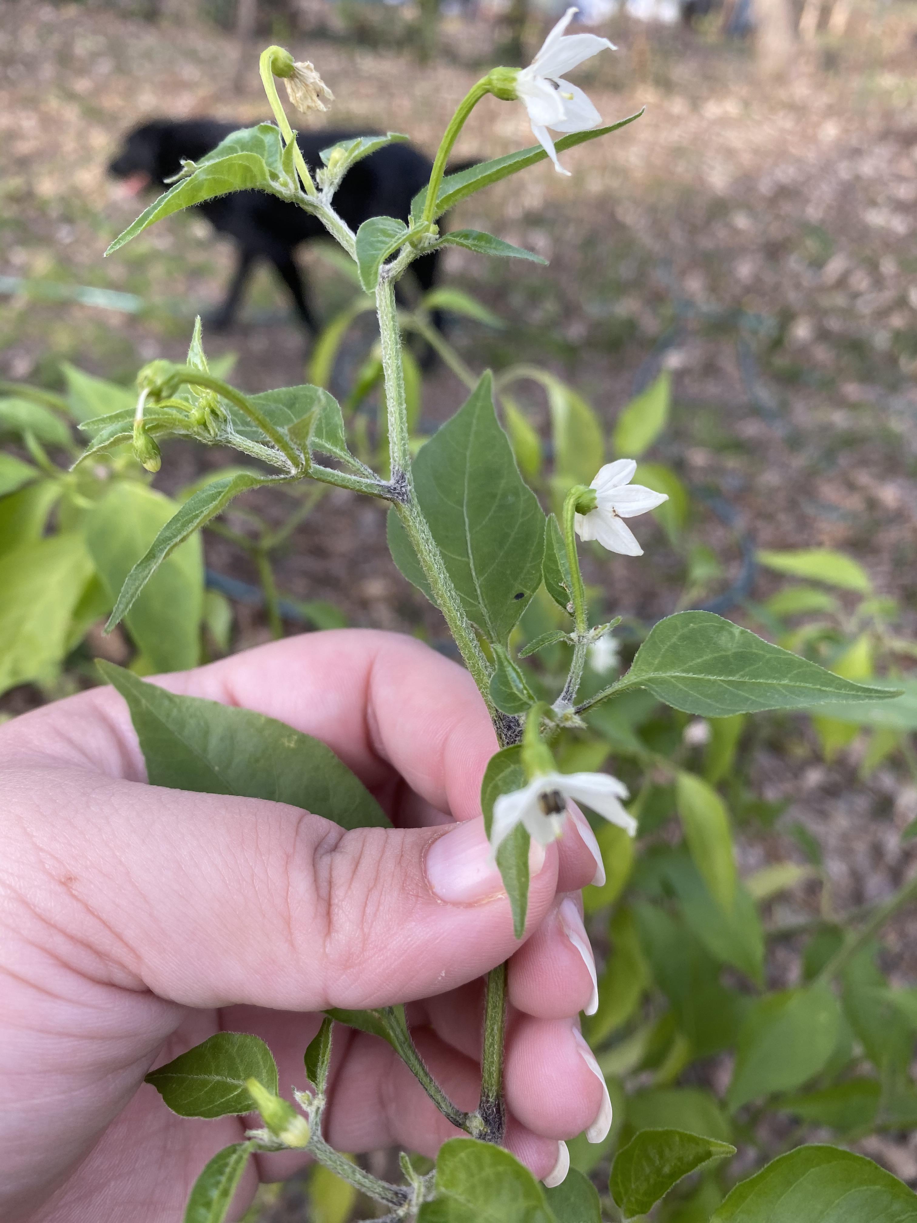 You know it’s a warm winter when your pepper plants are still putting