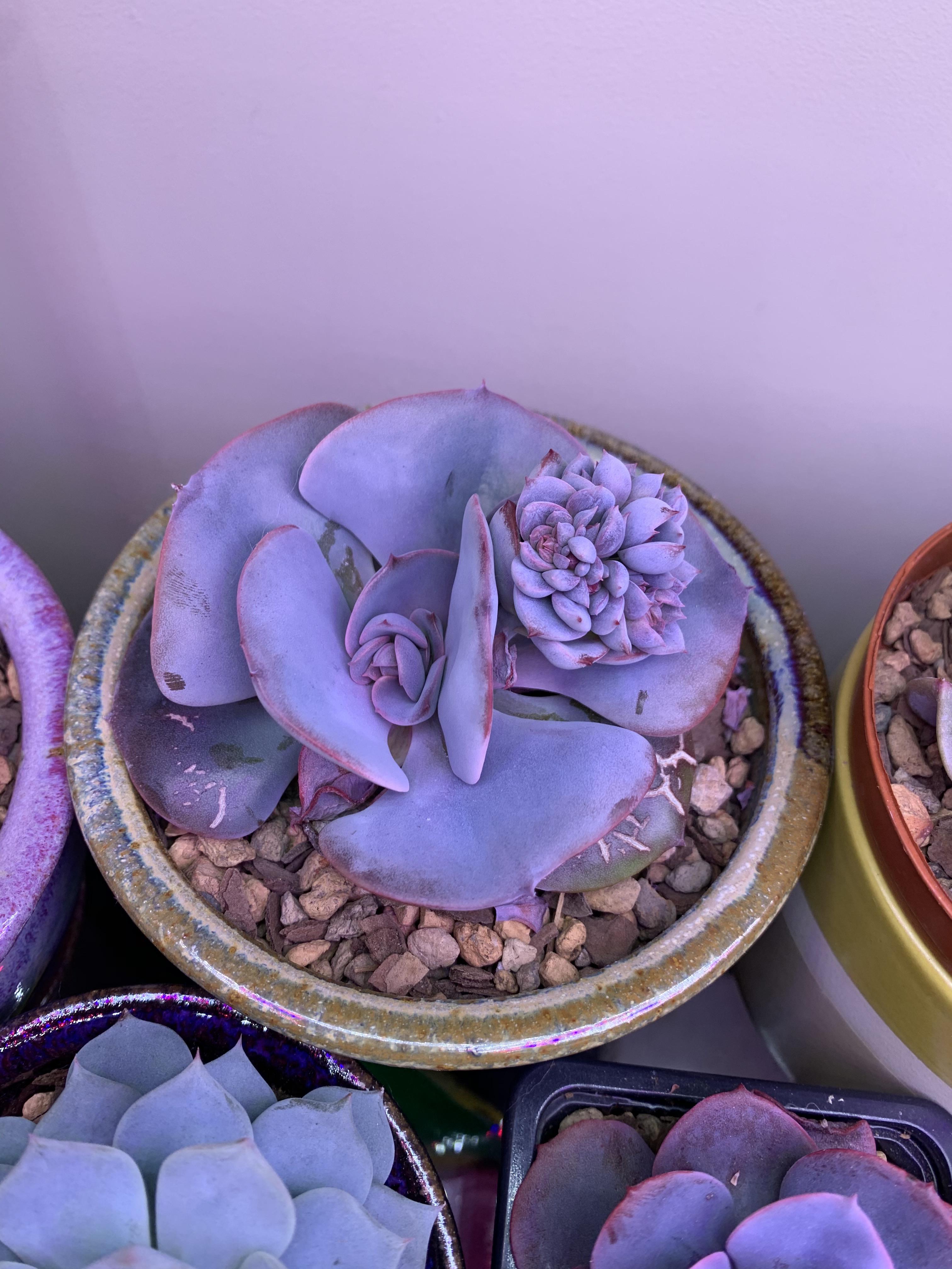 Is this a death bloom? The new growth started looking