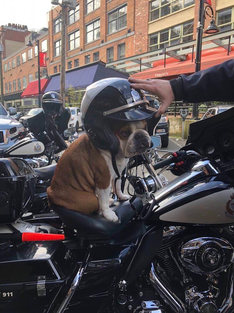 Here’s the picture of that Yaletown dog! r/vancouver