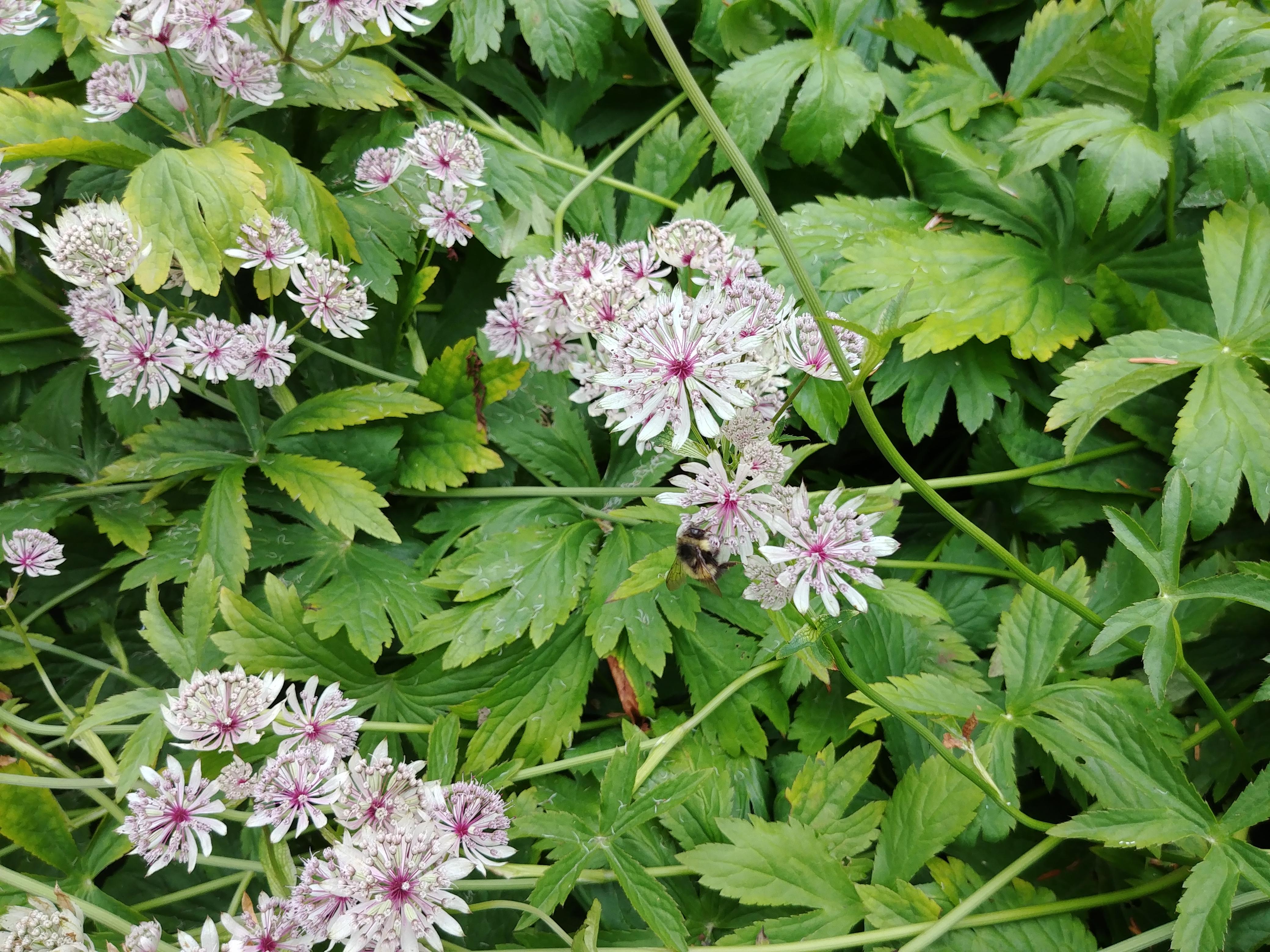 Perennial flowing right now in Vancouver BC r/whatsthisplant