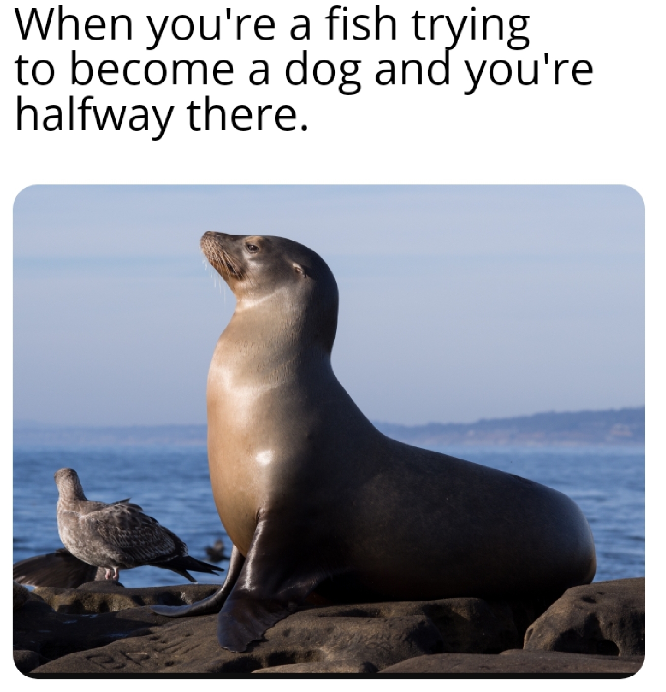Evolution stuff... memes