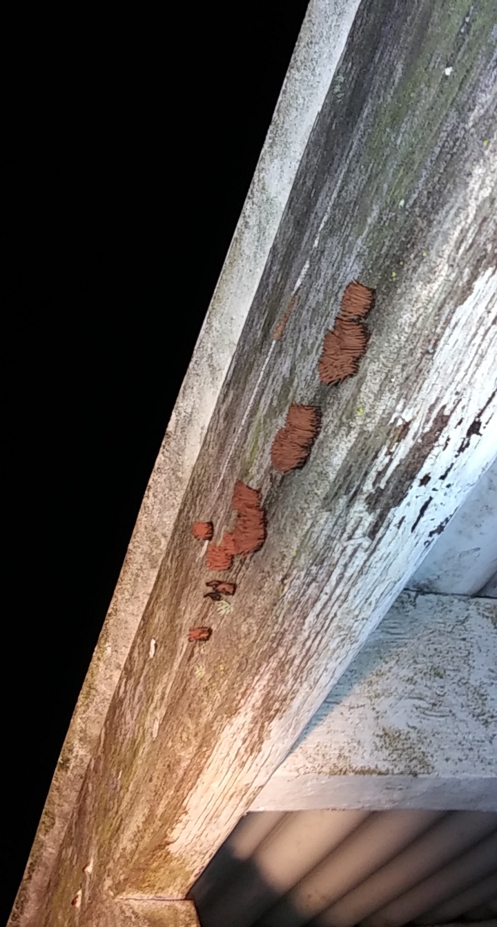 What kind of fungus is growing on my wooden awning? r/mycology