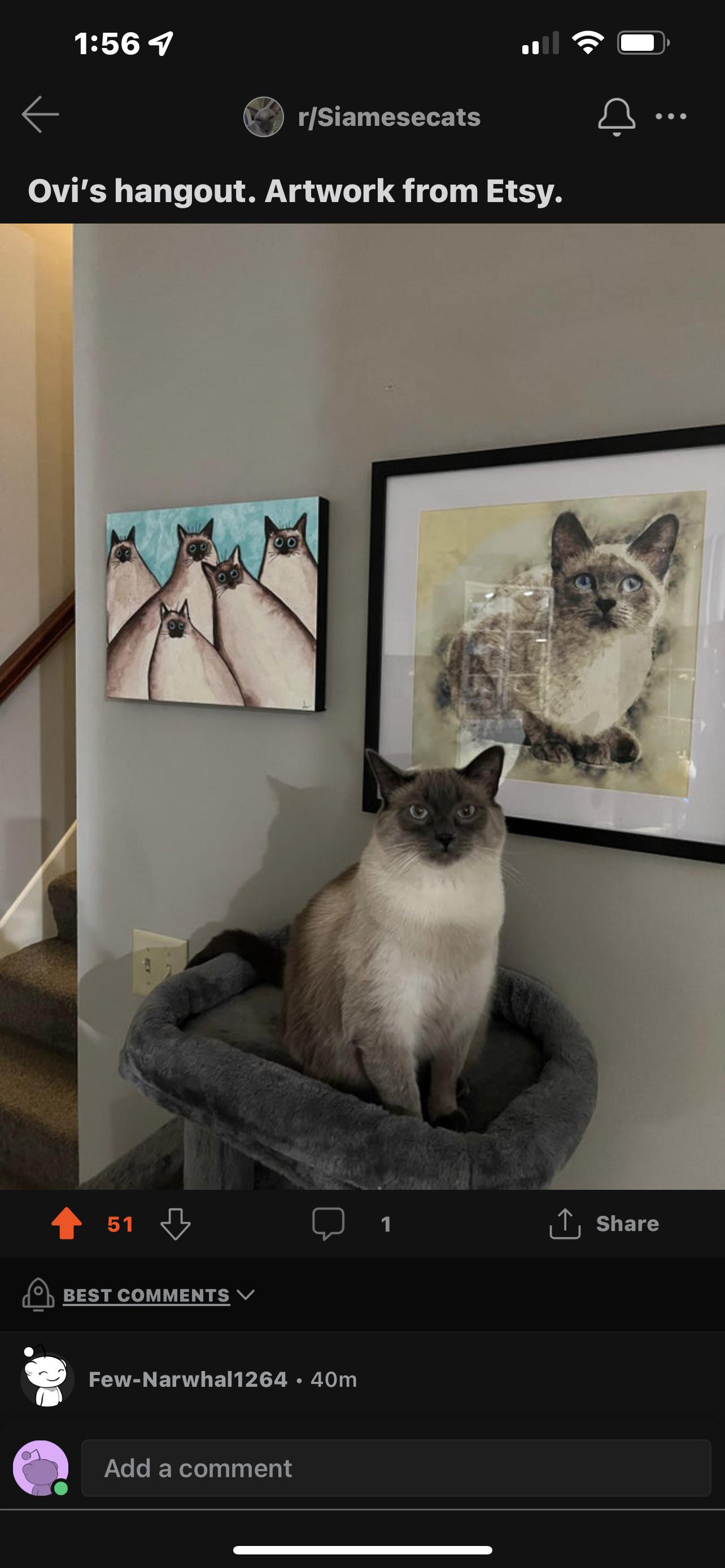 Ovi, the Siamese cat PSUSTRT
