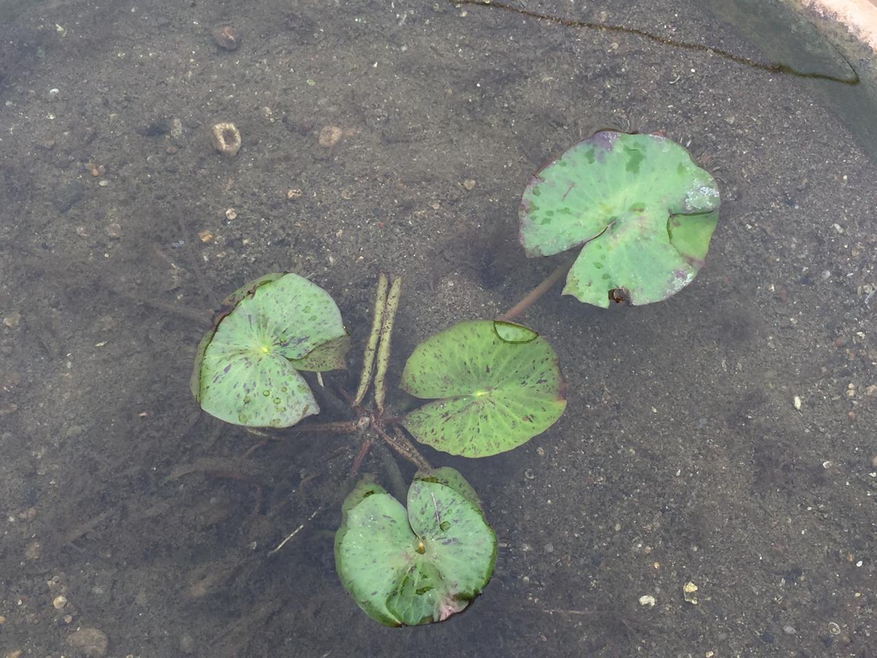 Crow rot. Blue water lily. India. How to treat it? Looking for organic