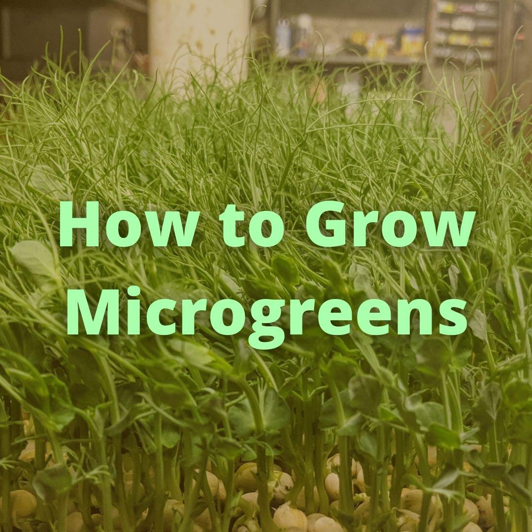 Microgreen Growing A Comprehensive Guide r/microgreens