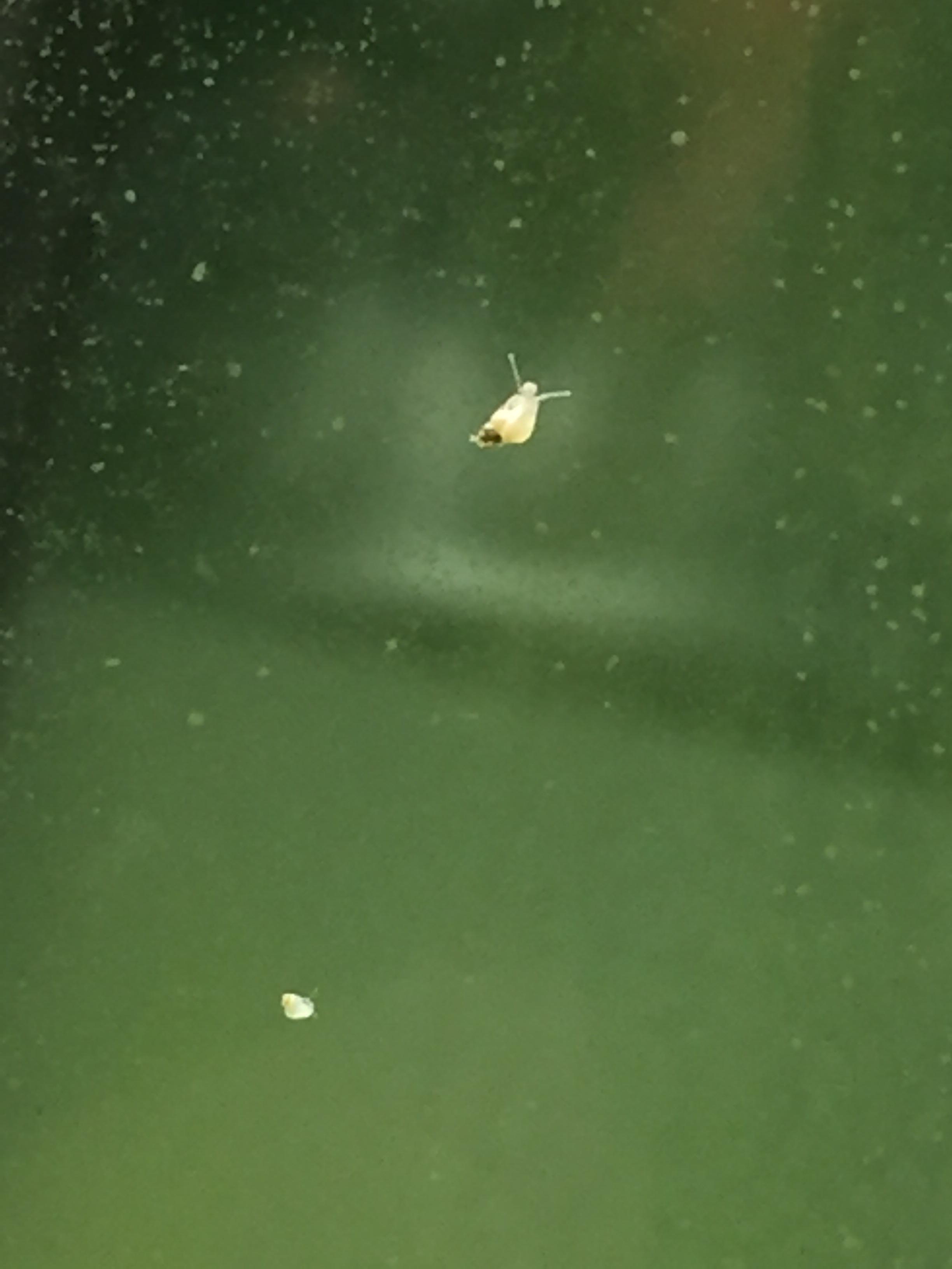 I think this is a baby nerite snail that has developed in freshwater. I
