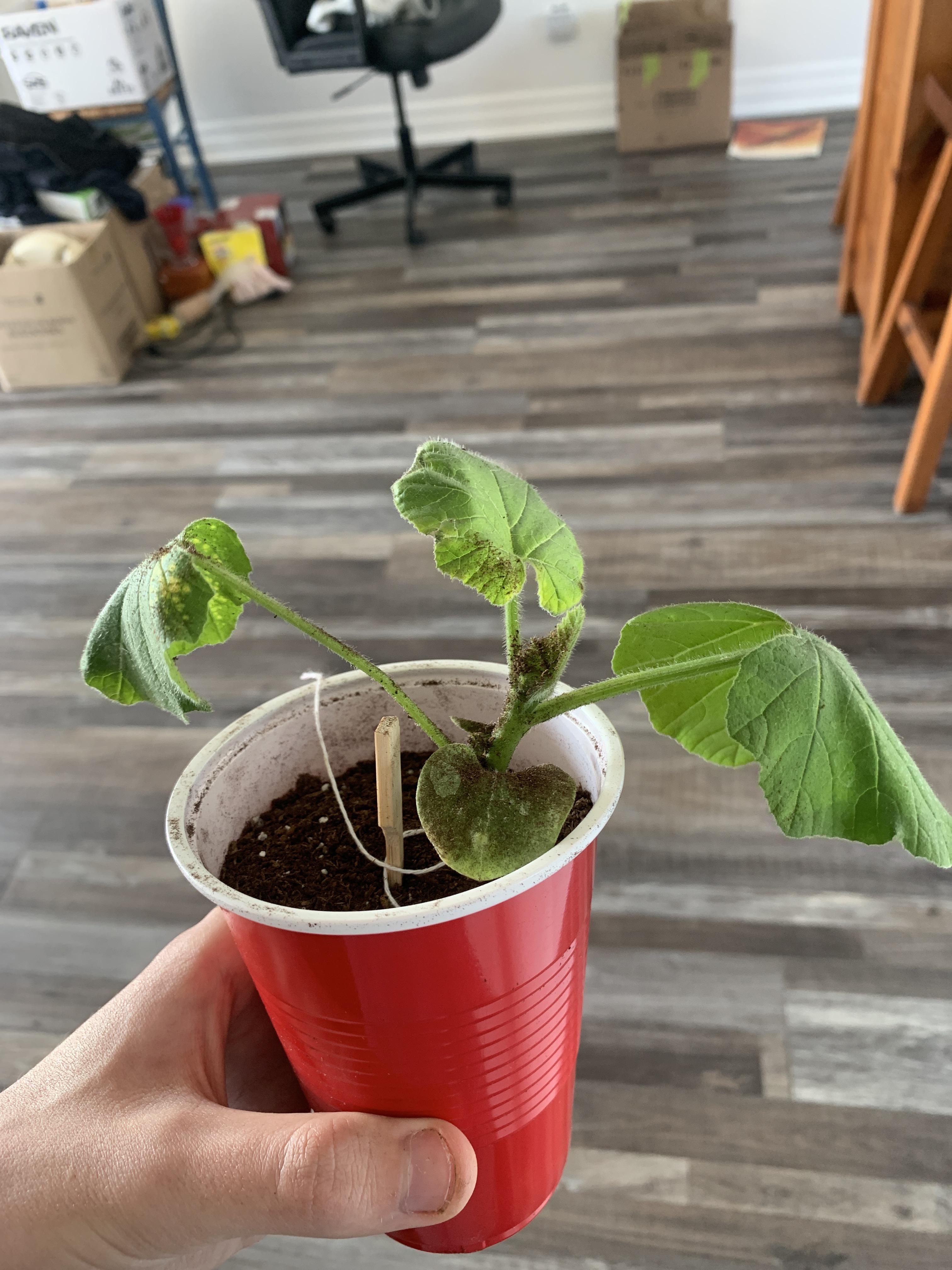 my pumpkin plant has some yellow leaves and is drooping how can i fix it before it dies r