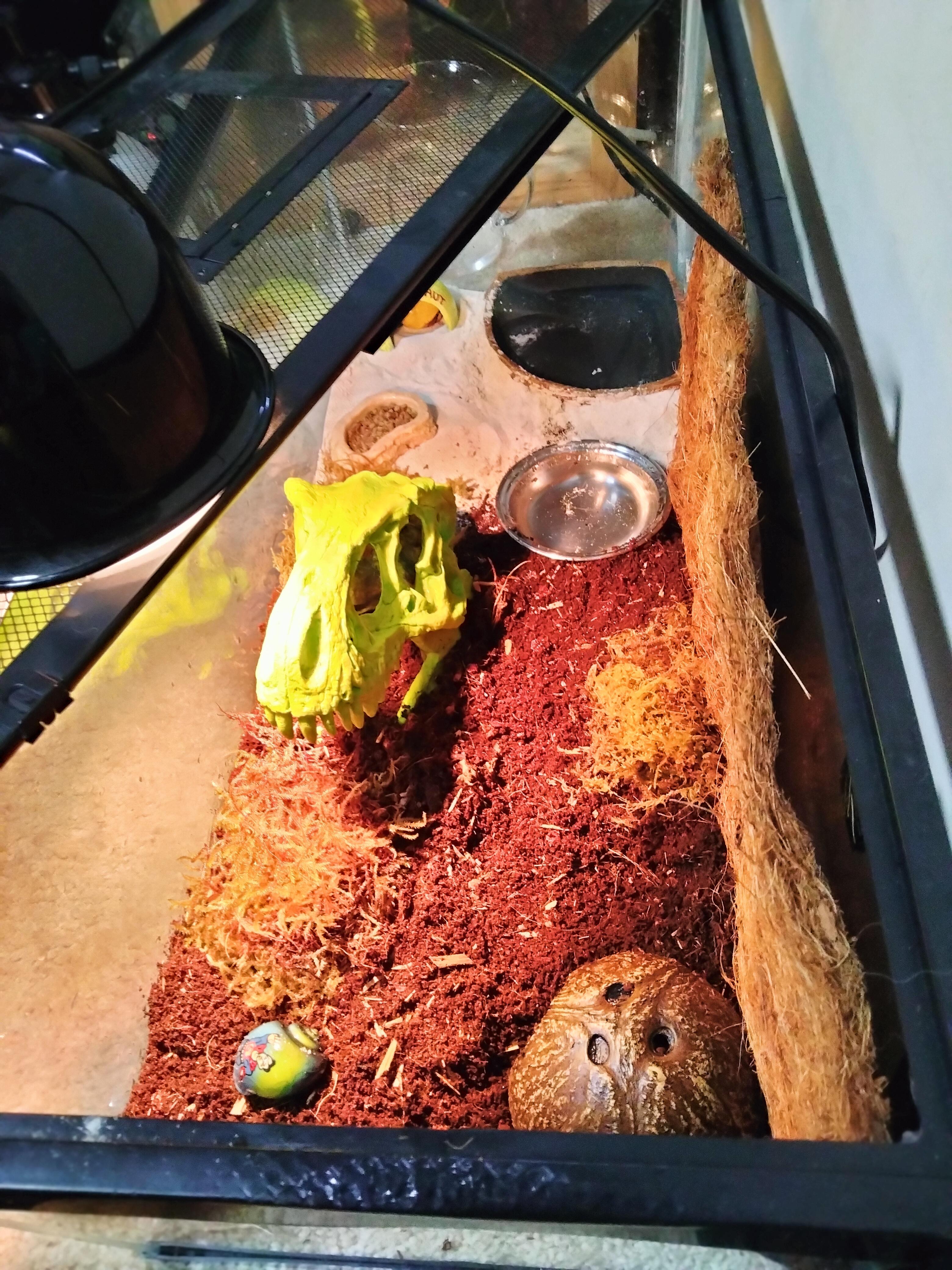 Is 90° too hot for hermit crabs? details in comments r/hermitcrabs