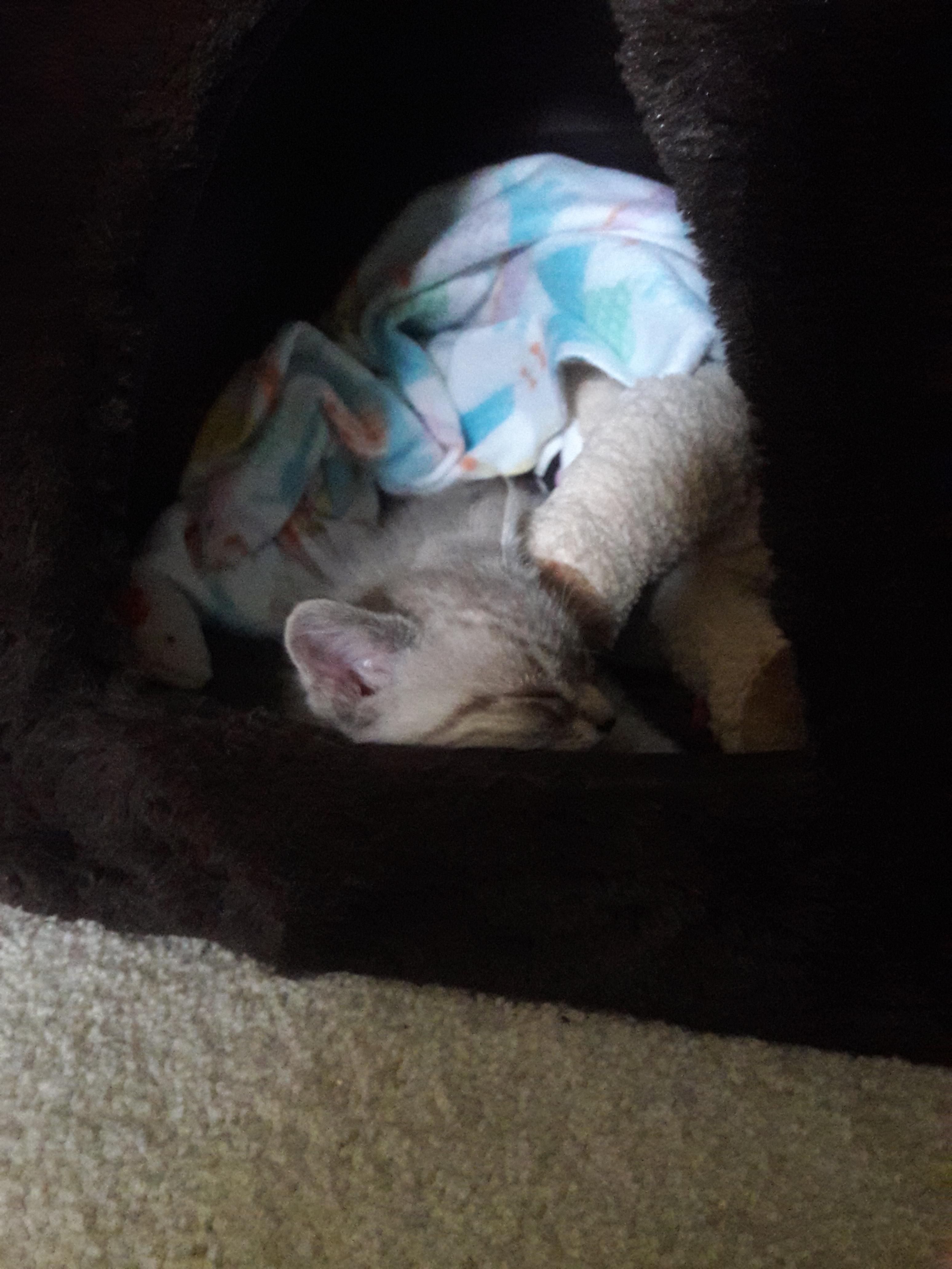 My kitten sleeping in her new bed! r/Anipets