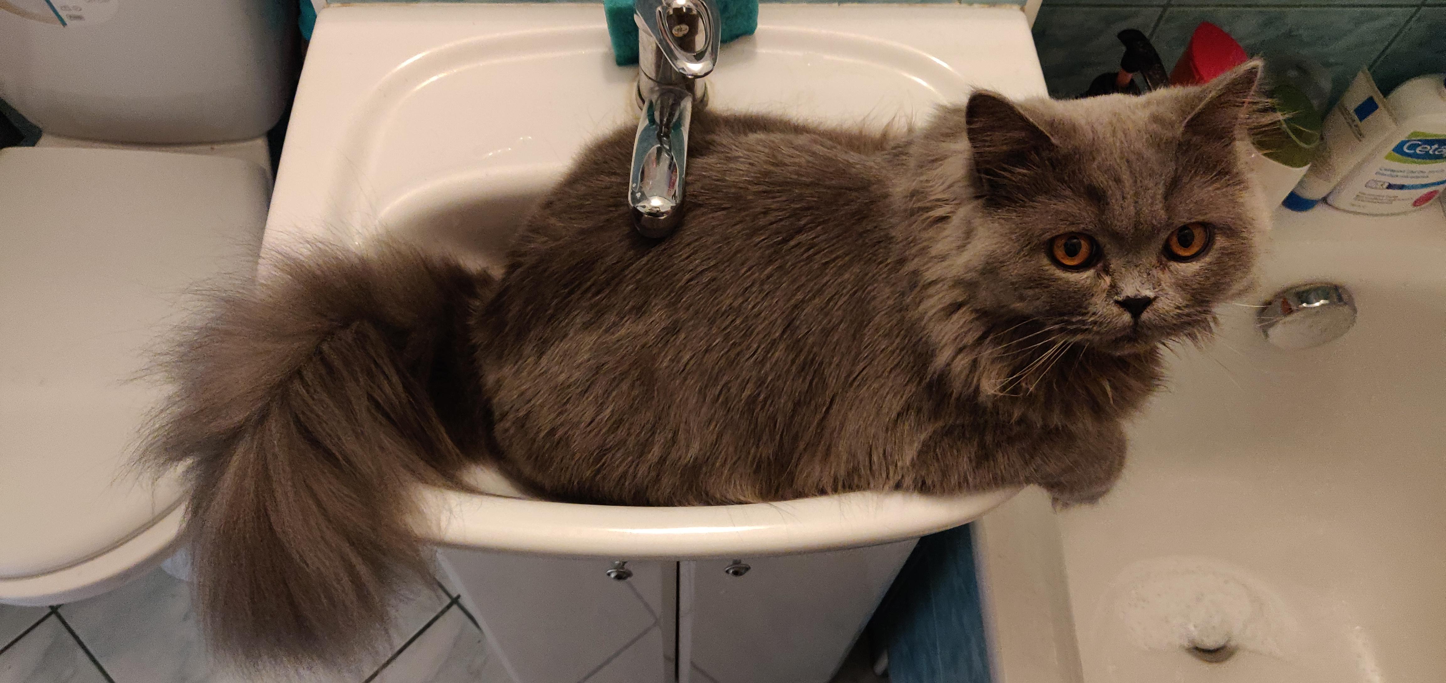 I always feel like Velvet is watching me! r/CatsInSinks