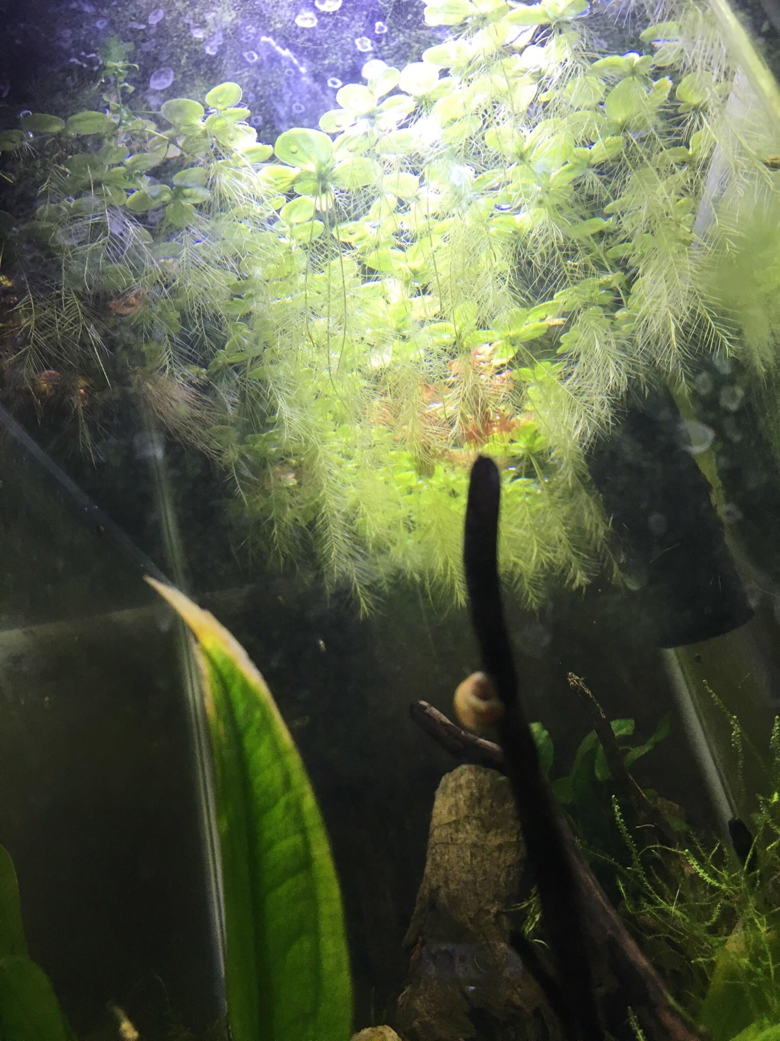 A Look Up (sorry for the dirty glass) r/Aquariums